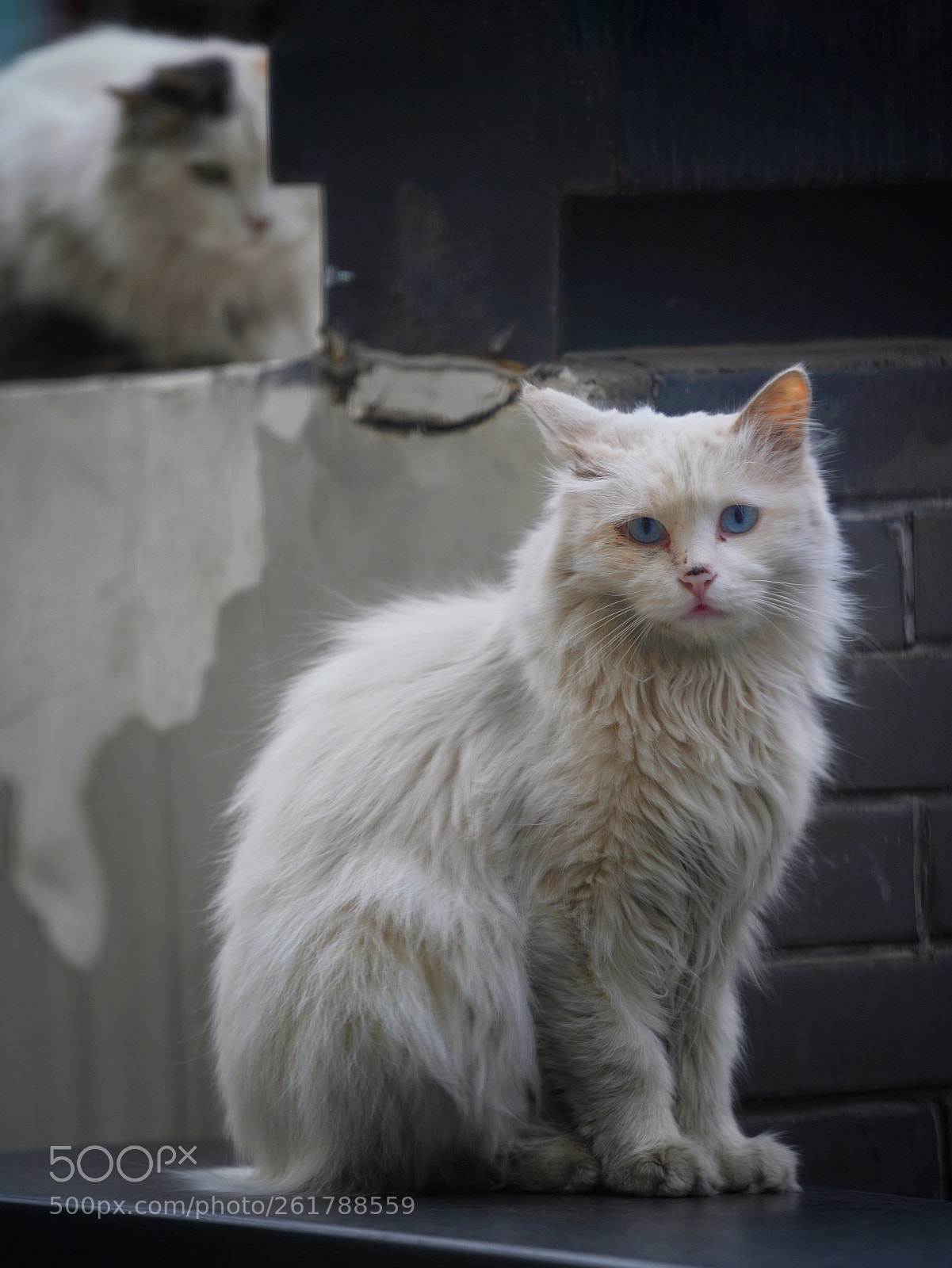 Sony a7R III sample photo. Big brother is watching photography