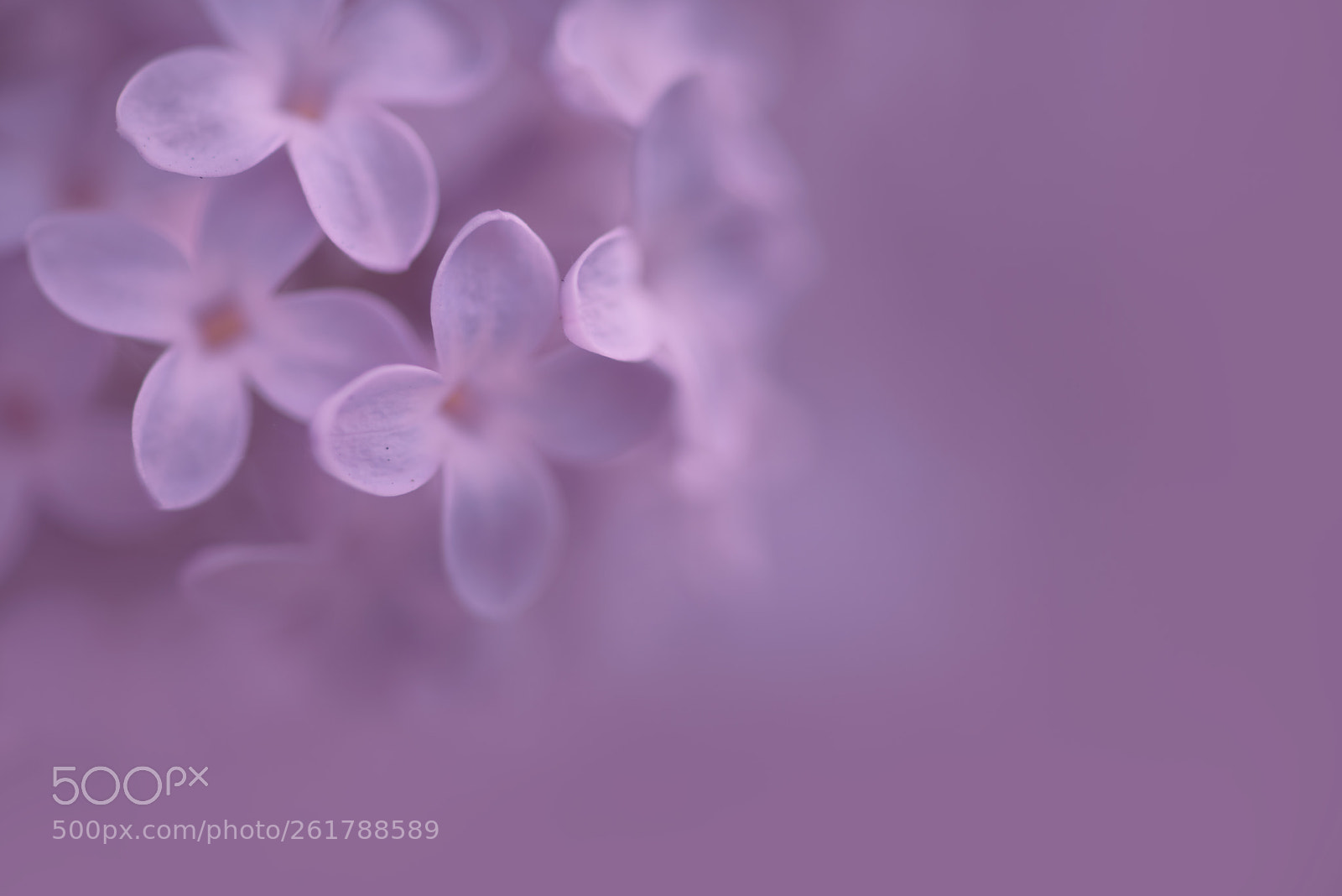 Nikon D810 sample photo. Flowers. photography