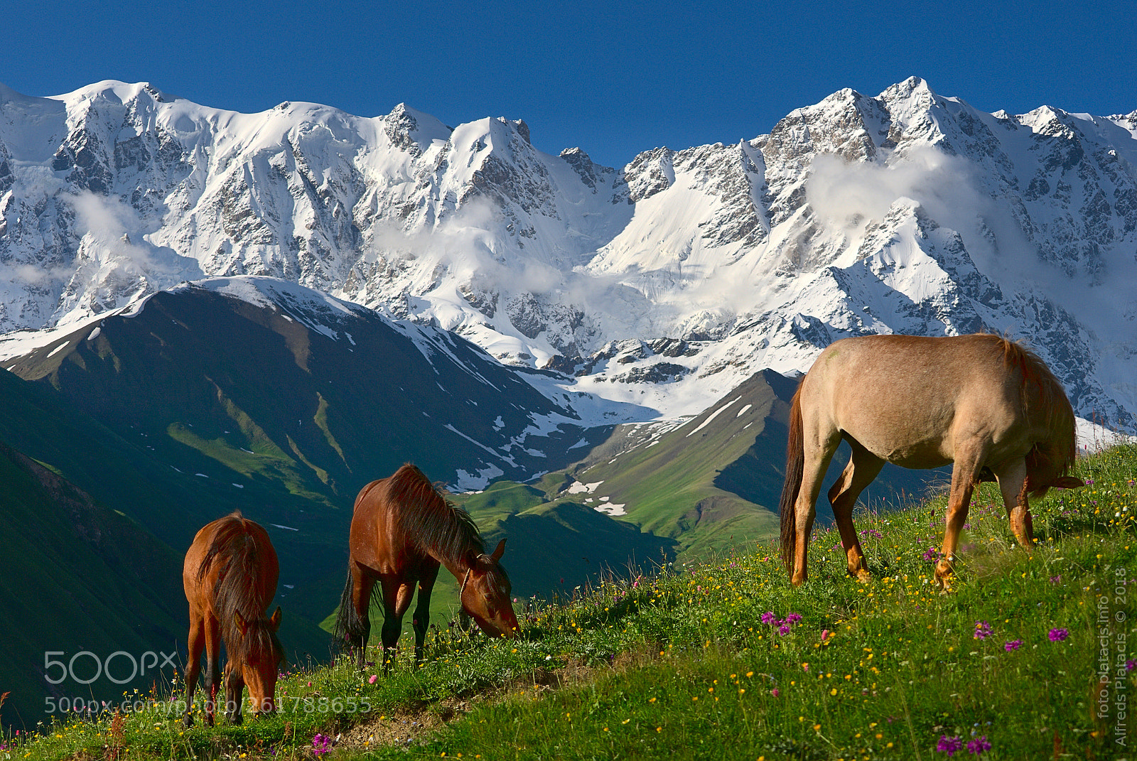Nikon D80 sample photo. Mountain pastures photography