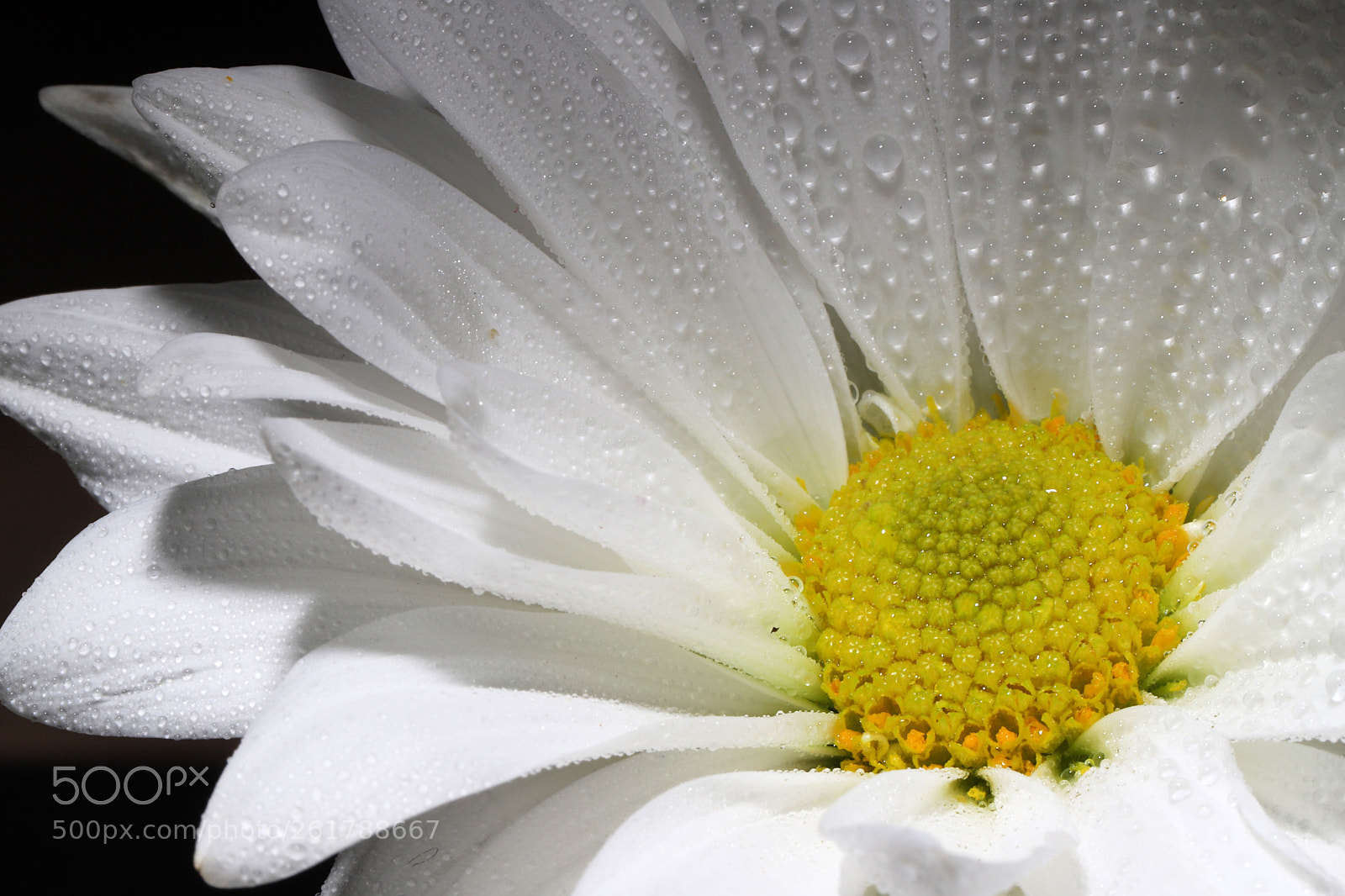 Canon EOS 6D Mark II sample photo. Flower photography