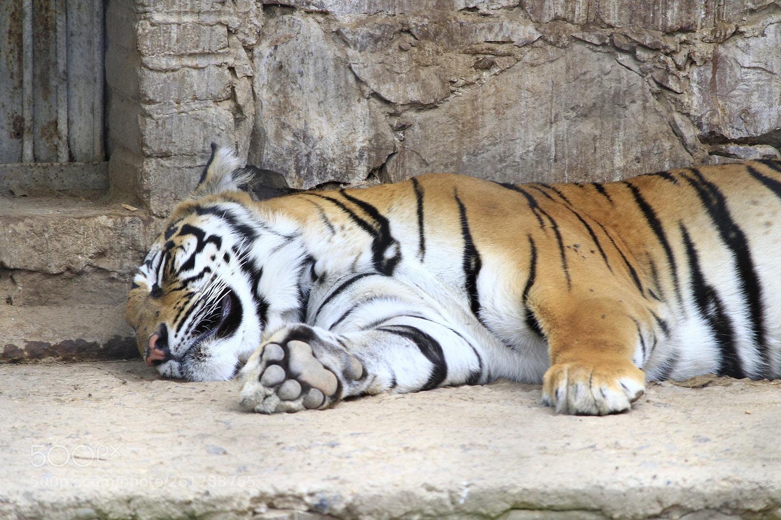 Canon EOS 1300D (EOS Rebel T6 / EOS Kiss X80) sample photo. Tigre photography
