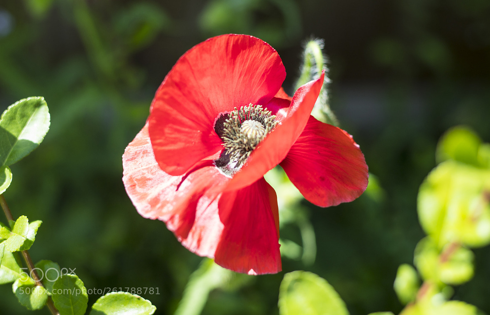 Canon EOS 6D Mark II sample photo. Flowers in the garden photography