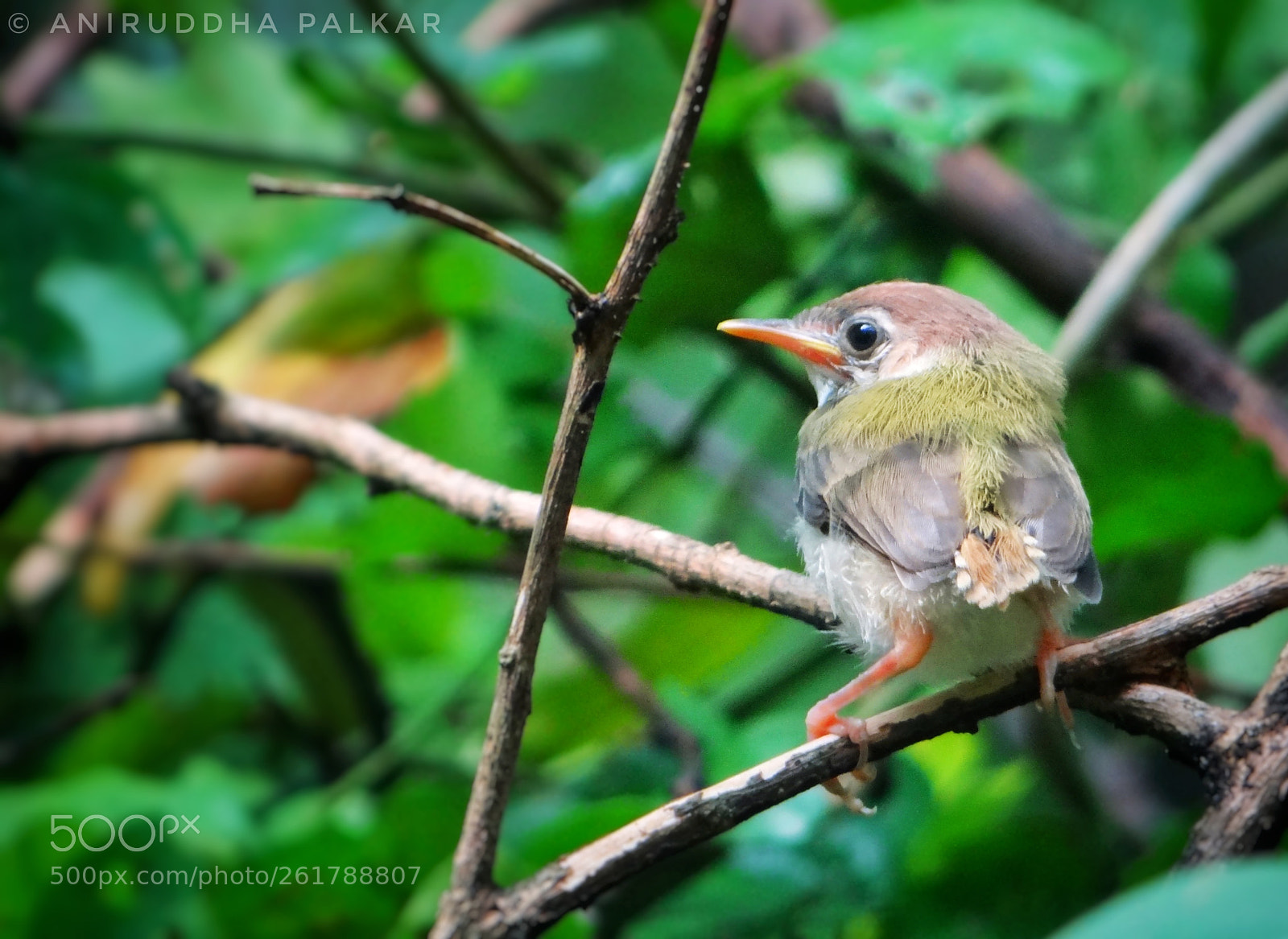 Sony Cyber-shot DSC-HX100V sample photo. Little 'taylor' !!!... photography