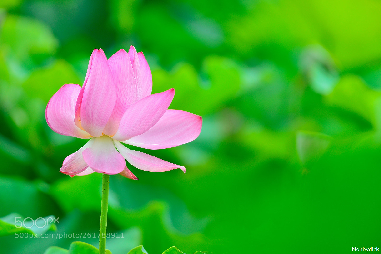 Nikon AF-S Nikkor 200-500mm F5.6E ED VR sample photo. Lotus photography