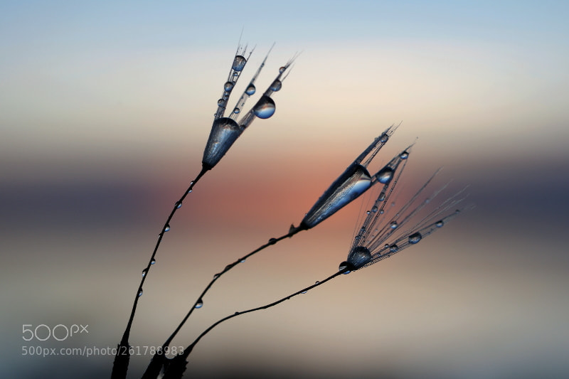 HD Pentax DA 35mm F2.8 Macro Limited sample photo. At sunrise photography