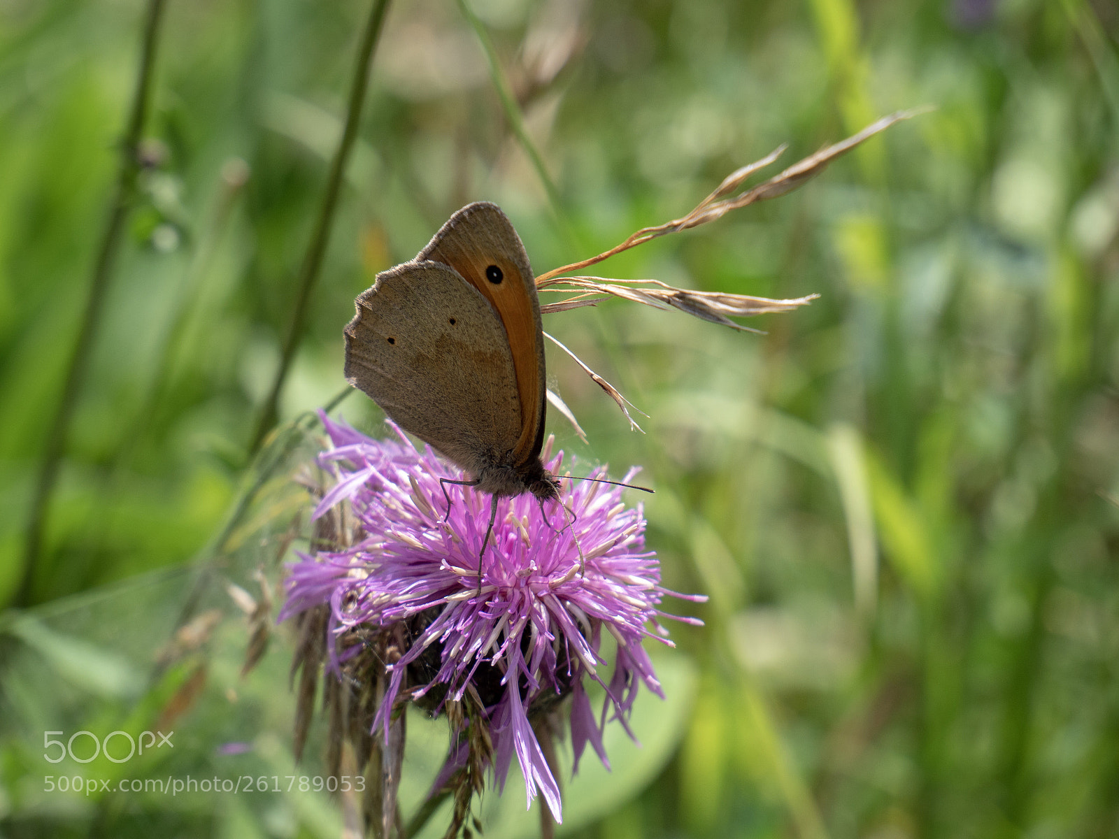 Panasonic Lumix DC-GH5 sample photo. Butterfly  photography