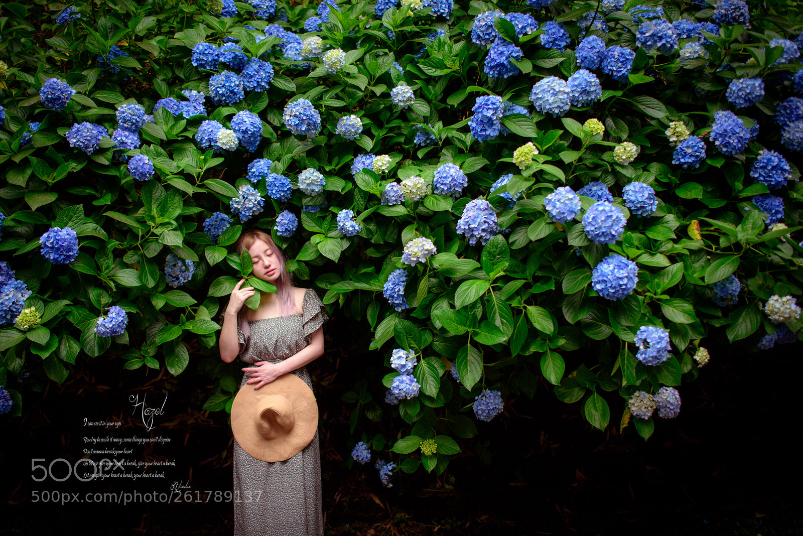 Nikon D750 sample photo. Hydrangea photography