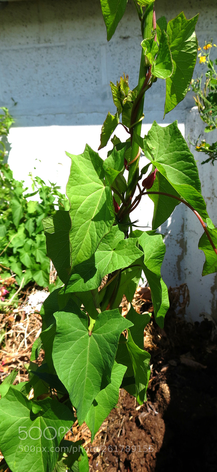 Canon PowerShot SX40 HS sample photo. Calystegia sepium photography