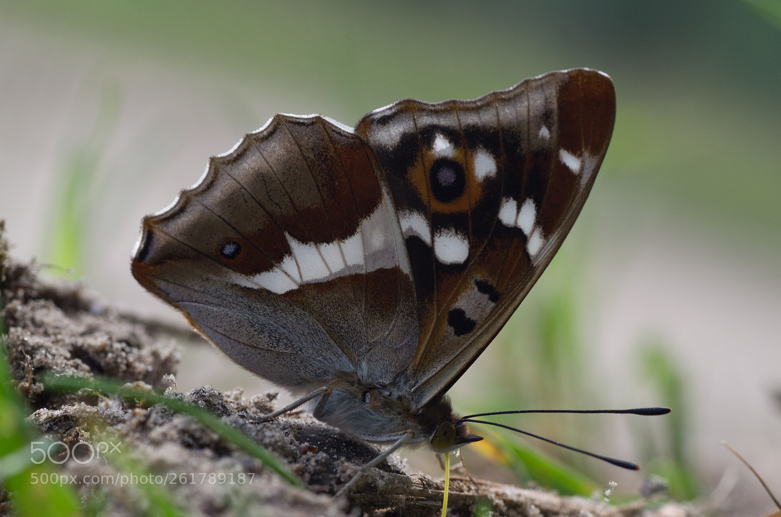 Nikon D3100 sample photo. Grote weerschijnvlinder (apatura iris) photography