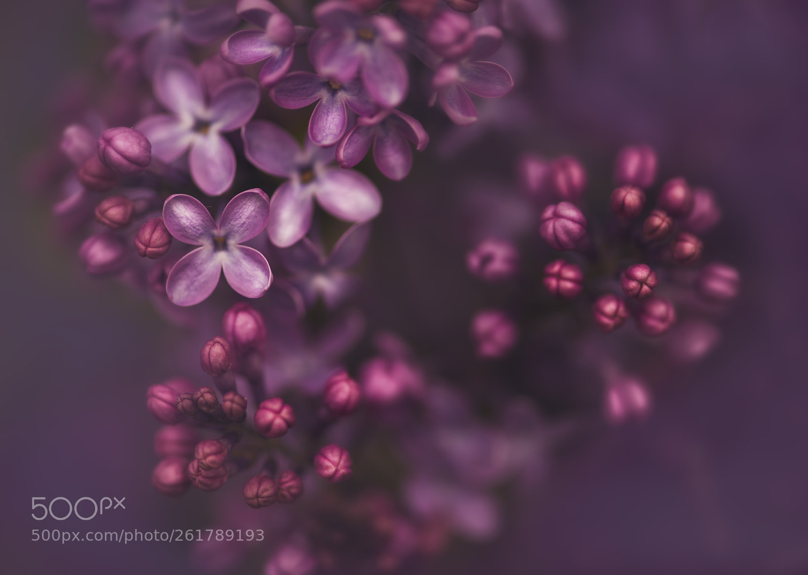 Nikon D810 sample photo. Lilac dream photography