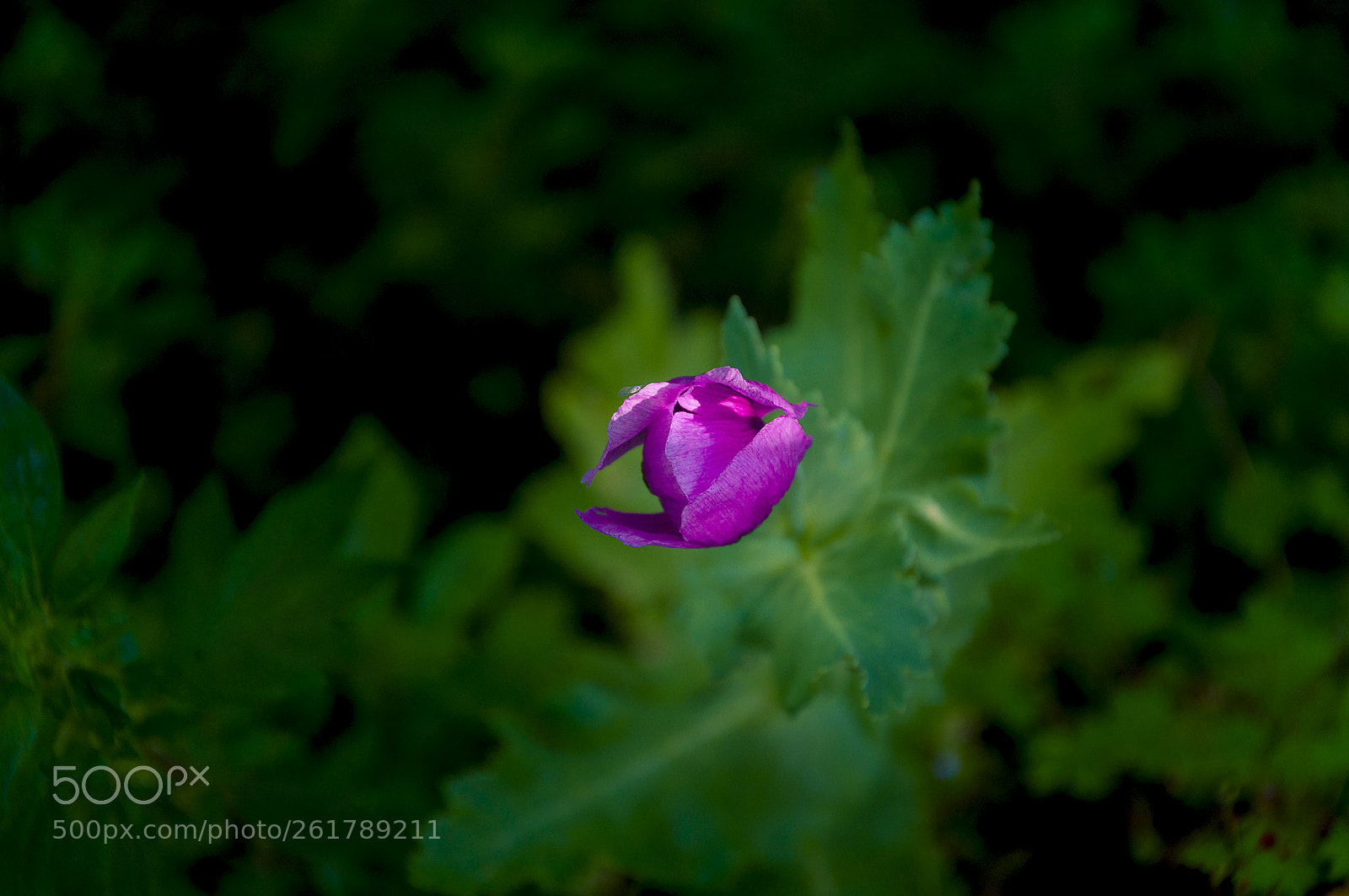 Nikon D90 sample photo. Flores photography