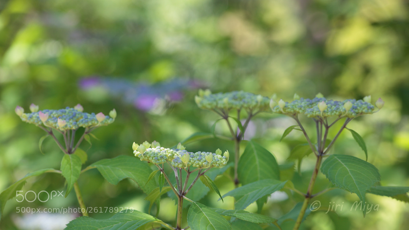 Canon EOS 5D Mark II sample photo. Four photography