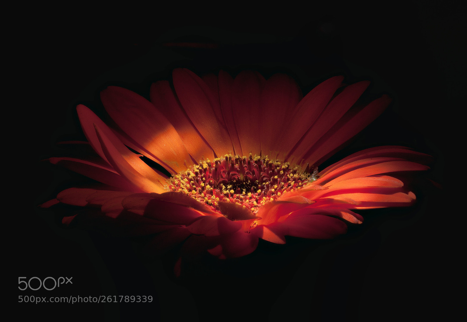 Nikon D700 sample photo. Gerbera photography