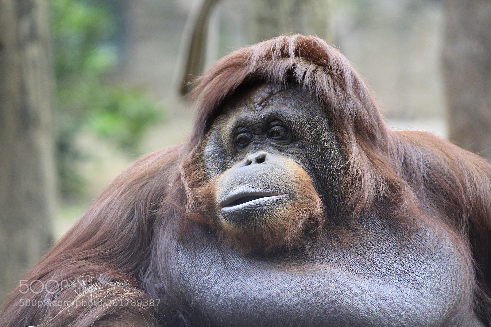 Canon EOS 1300D (EOS Rebel T6 / EOS Kiss X80) sample photo. Orangutan photography