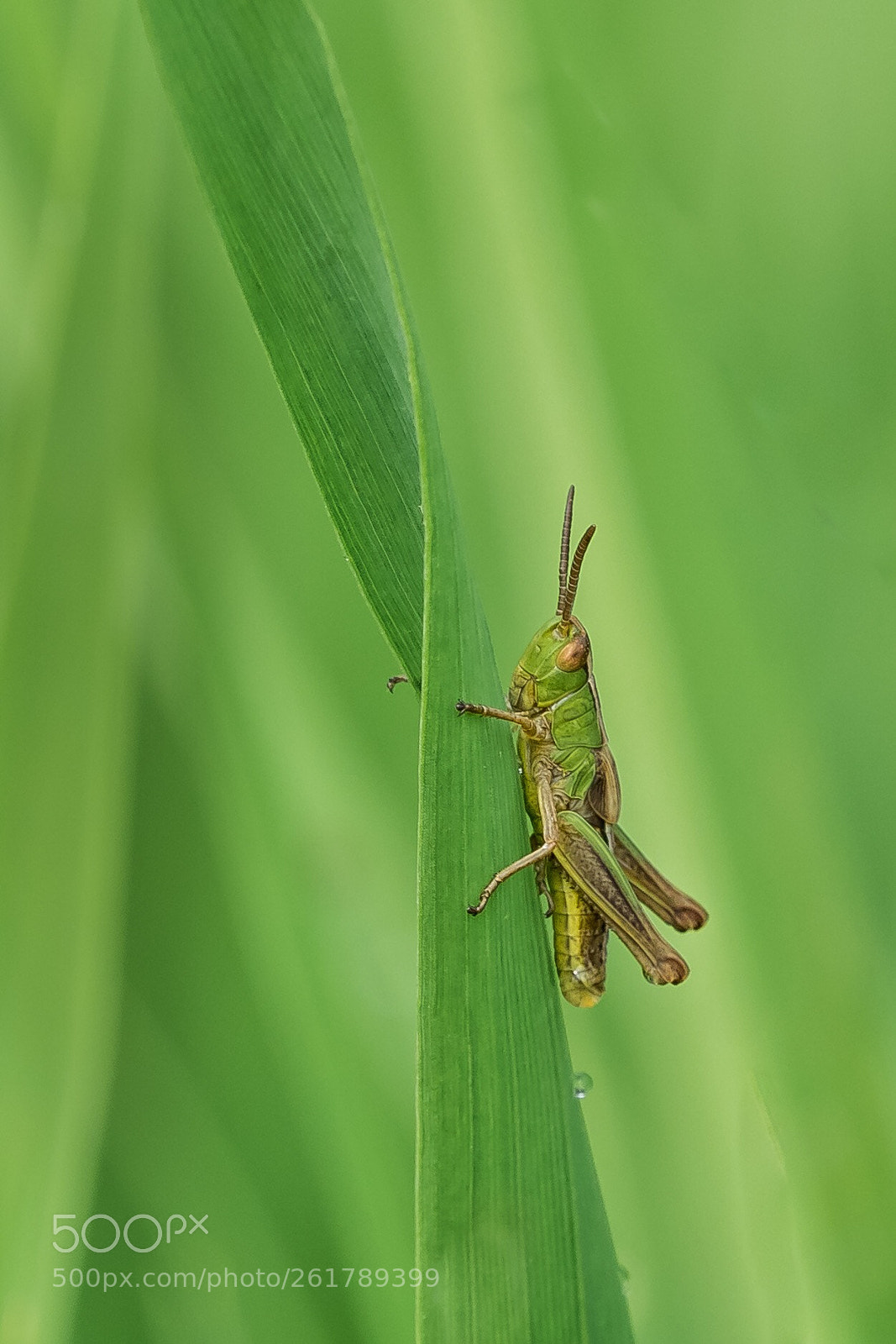Olympus OM-D E-M1 sample photo. Dennis the hopper! photography