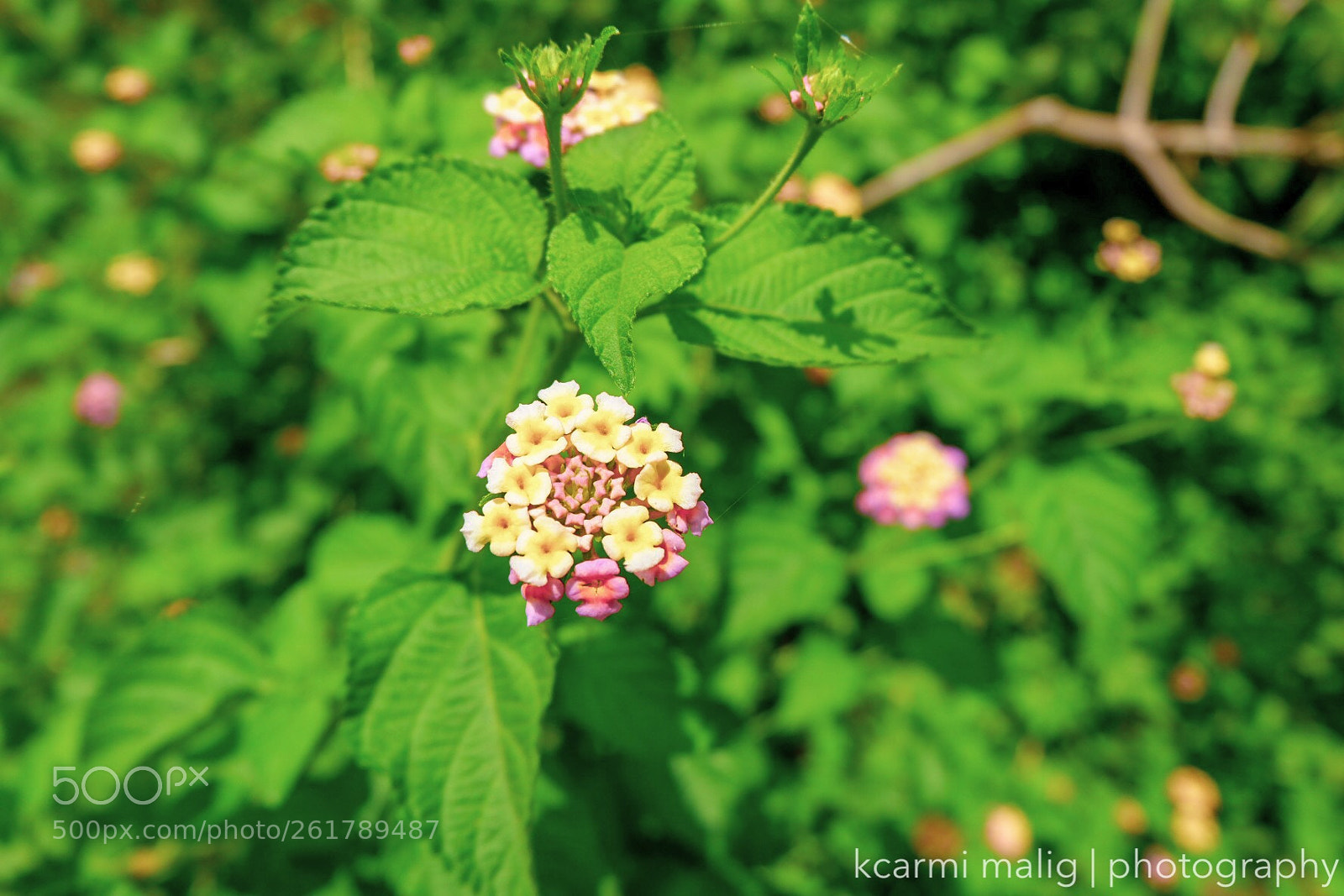 Fujifilm X-A3 sample photo. Lantana asperata vis photography