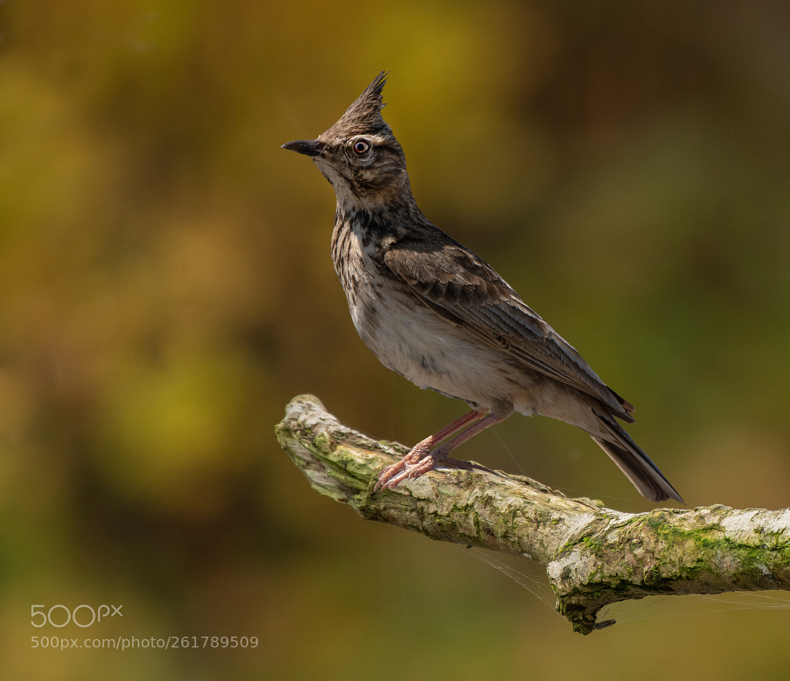 Nikon D500 sample photo. Crested lark (galerida cristata) photography
