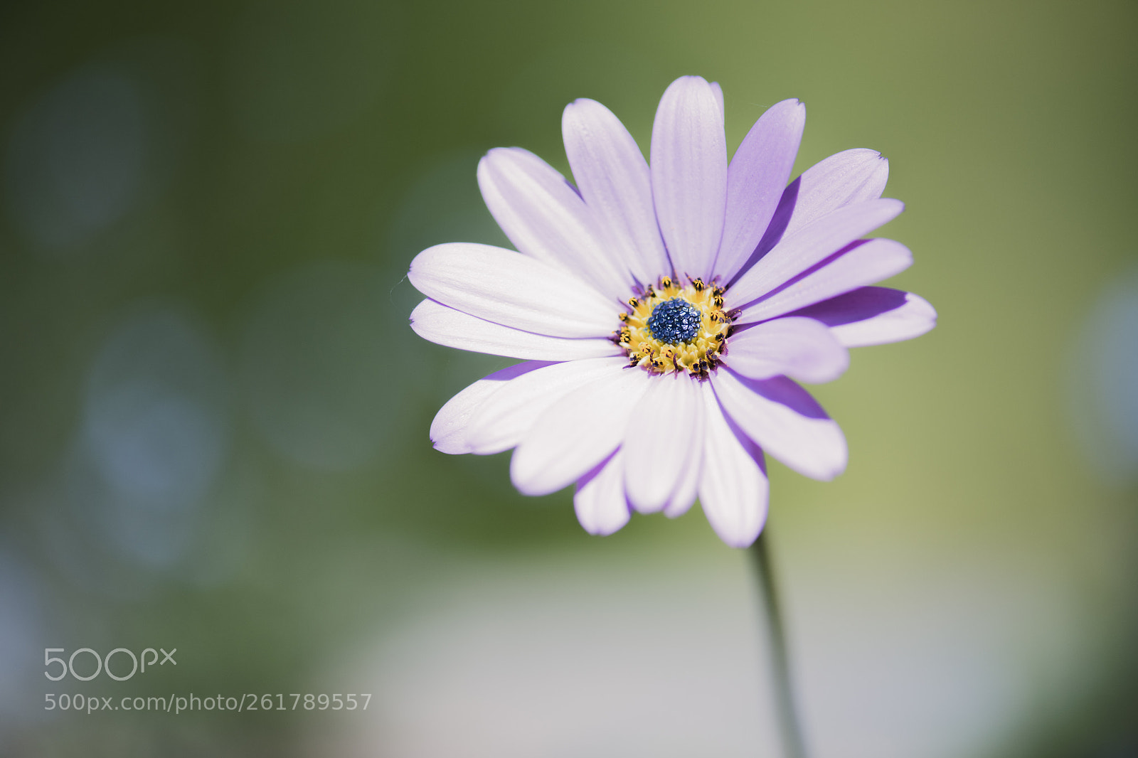 Nikon D850 sample photo. Beautiful summer's day photography