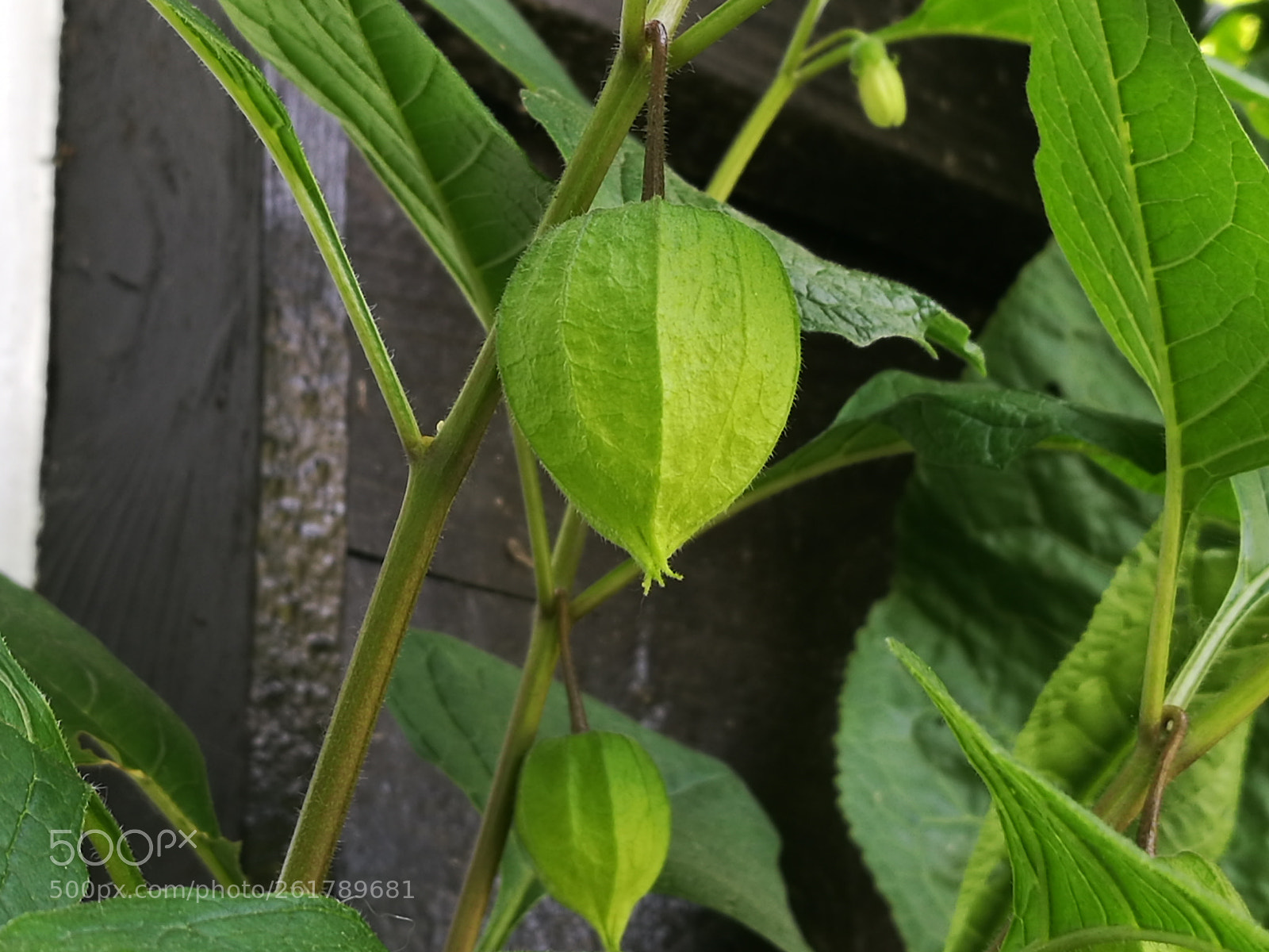 HUAWEI P9 sample photo. Amours-en-cage photography