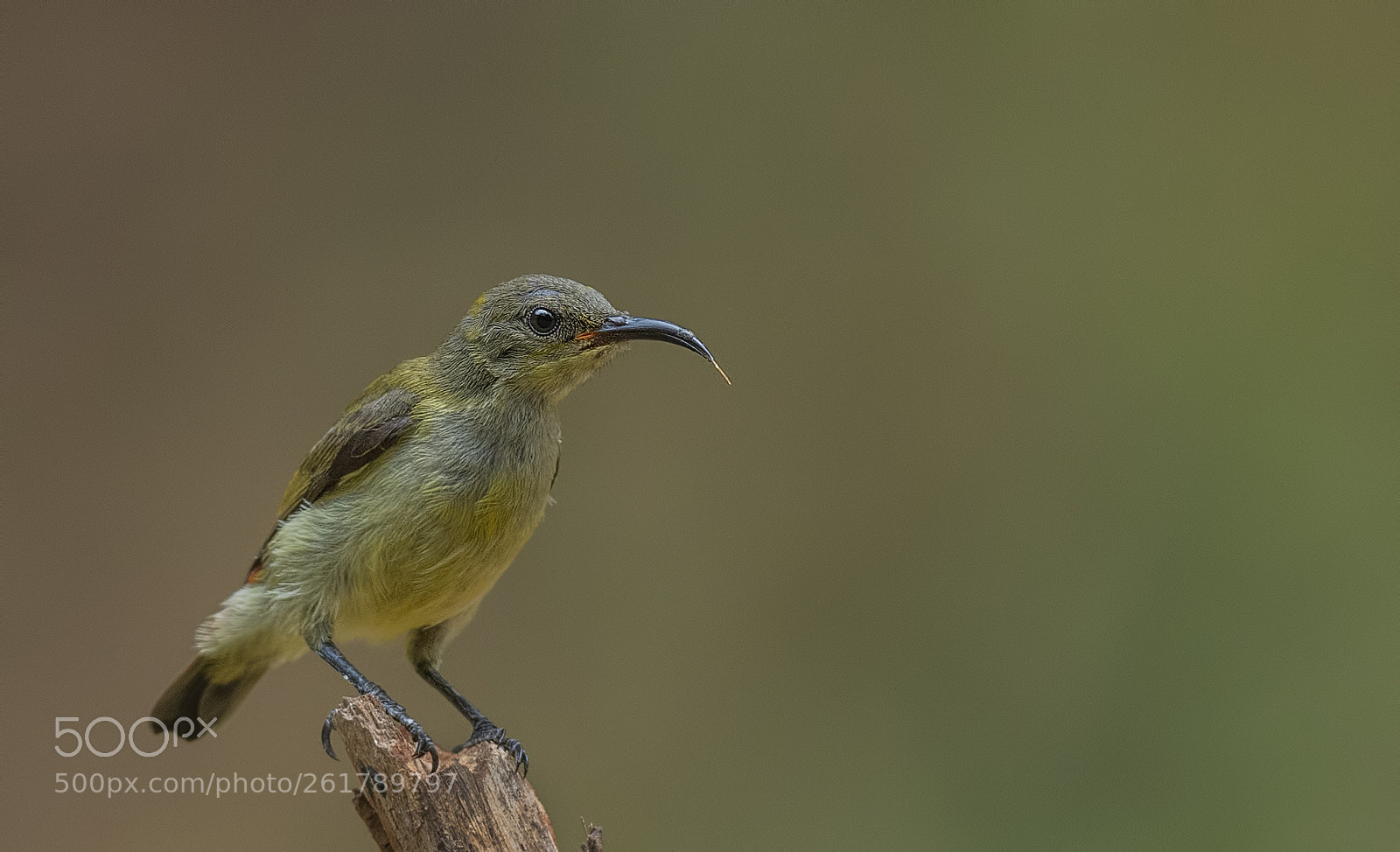 Nikon D500 sample photo. Crimson backed sunbird female photography