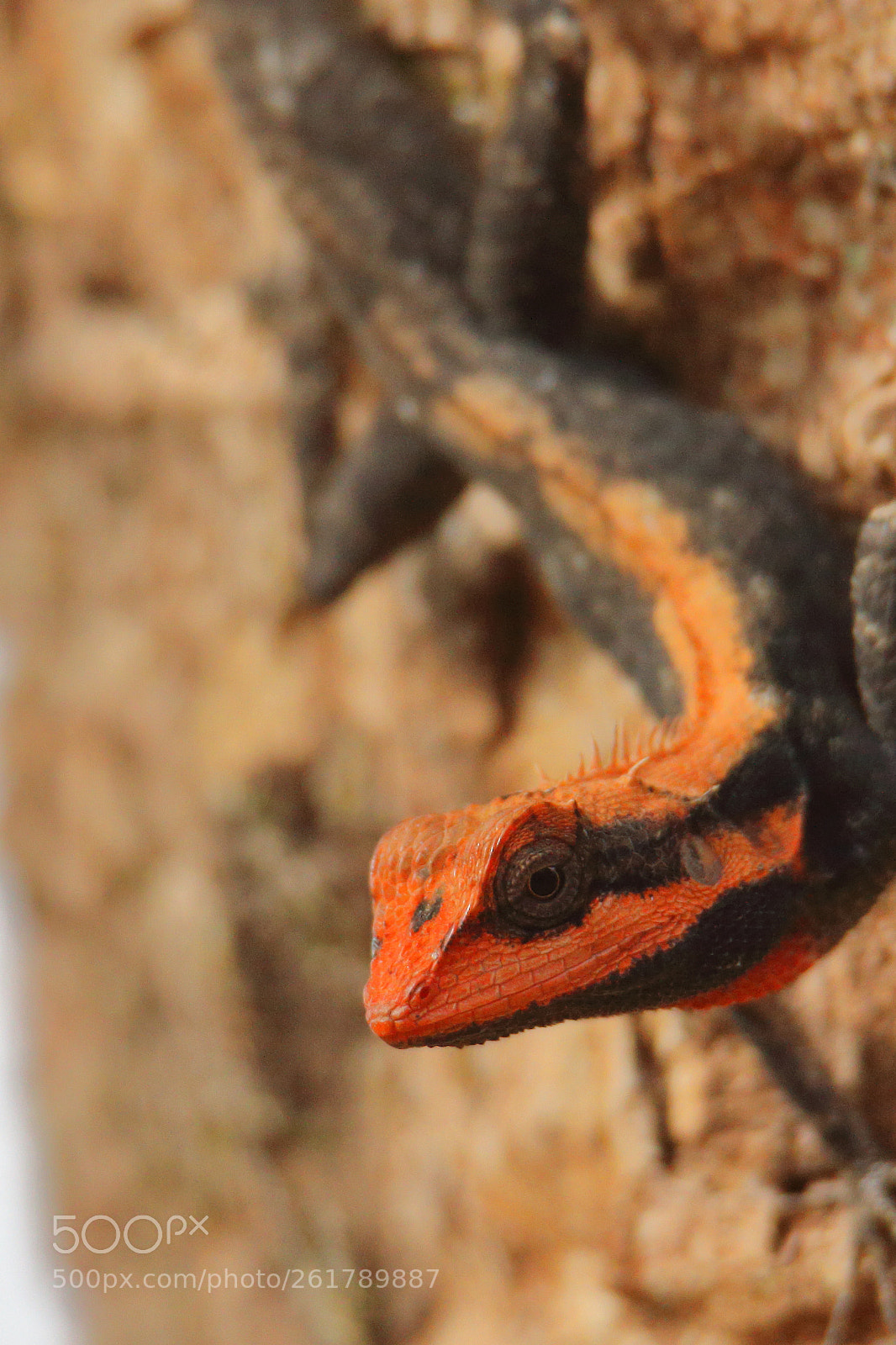 Canon EOS 70D sample photo. Orange headed lizard photography