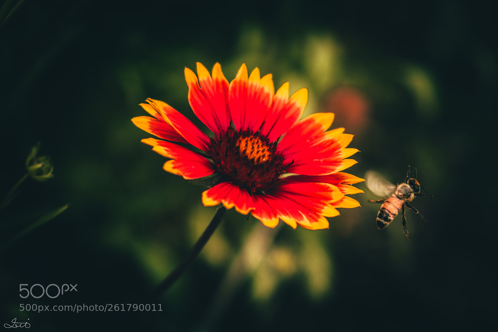 Fujifilm X-T20 sample photo. Bee and flower #2 photography