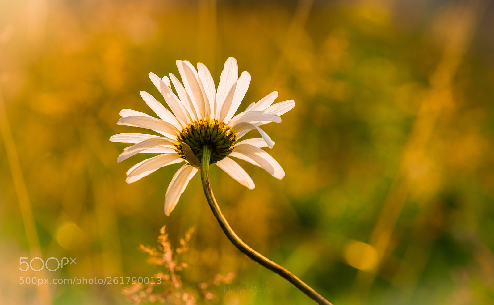 Nikon D800 sample photo. Floral photography