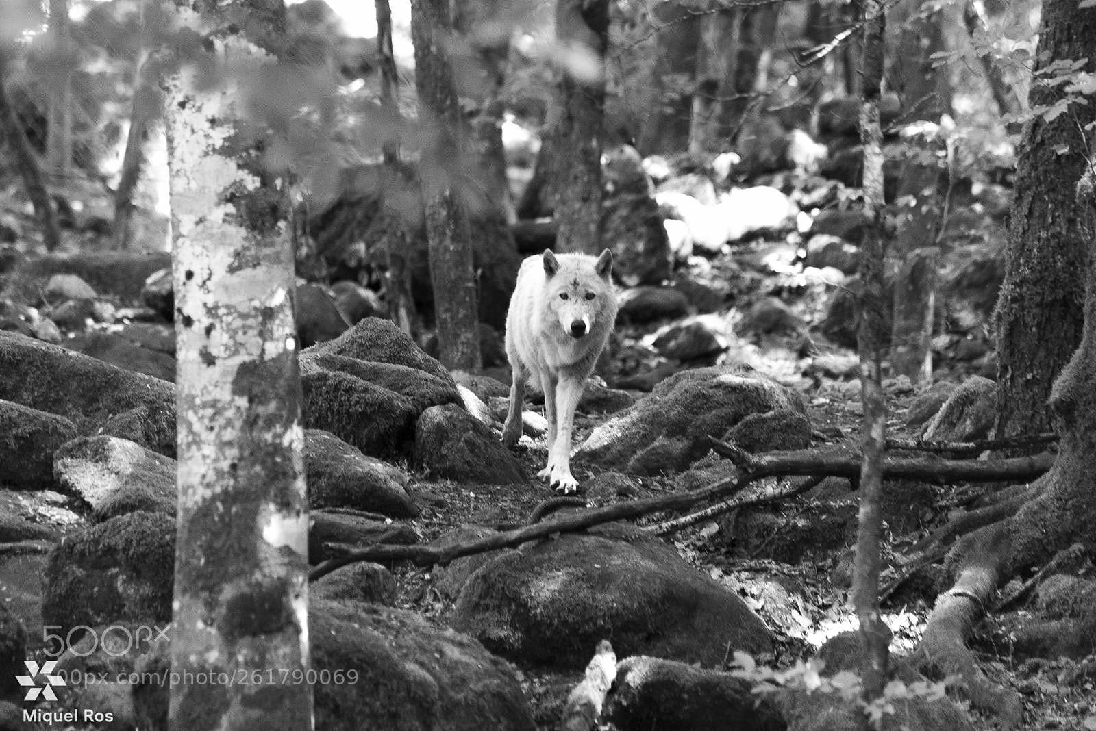 Nikon D750 sample photo. Wolf photography
