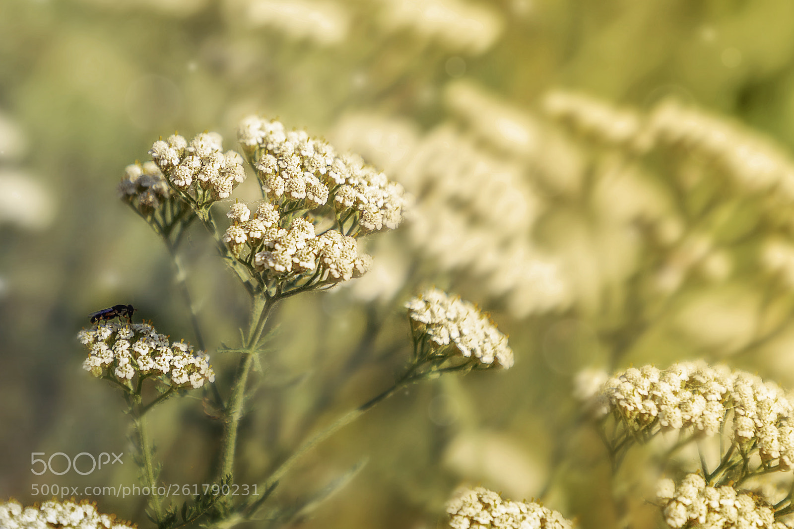 Canon EOS 6D Mark II sample photo. Img photography