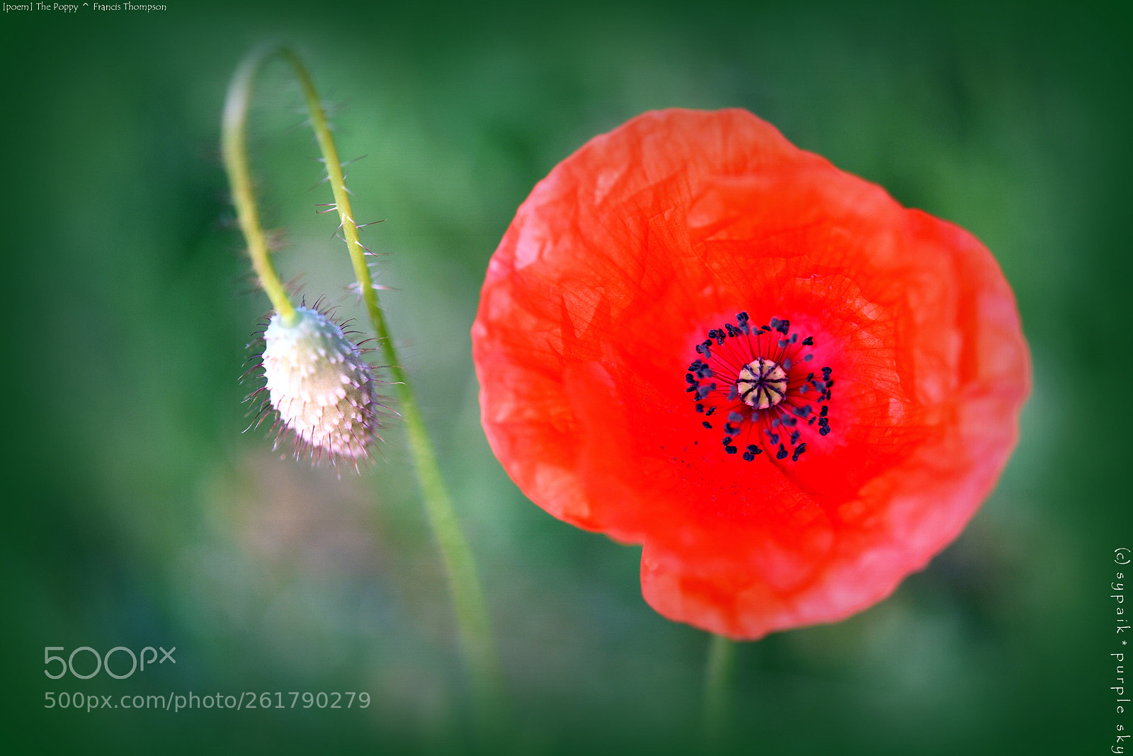 Nikon AF-S Micro-Nikkor 60mm F2.8G ED sample photo. The poppy *** photography