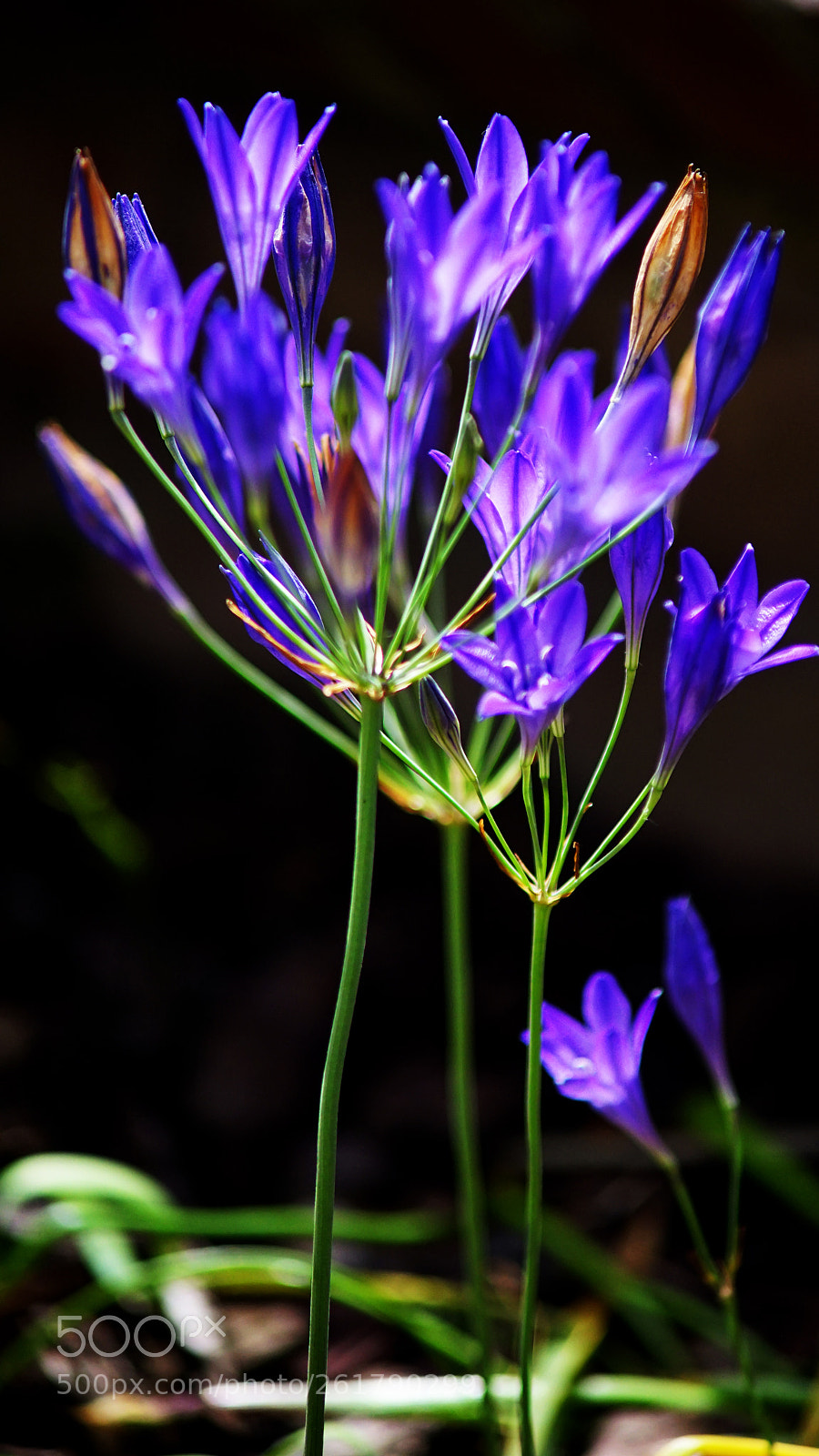 Sony a7 II sample photo. Prpl photography