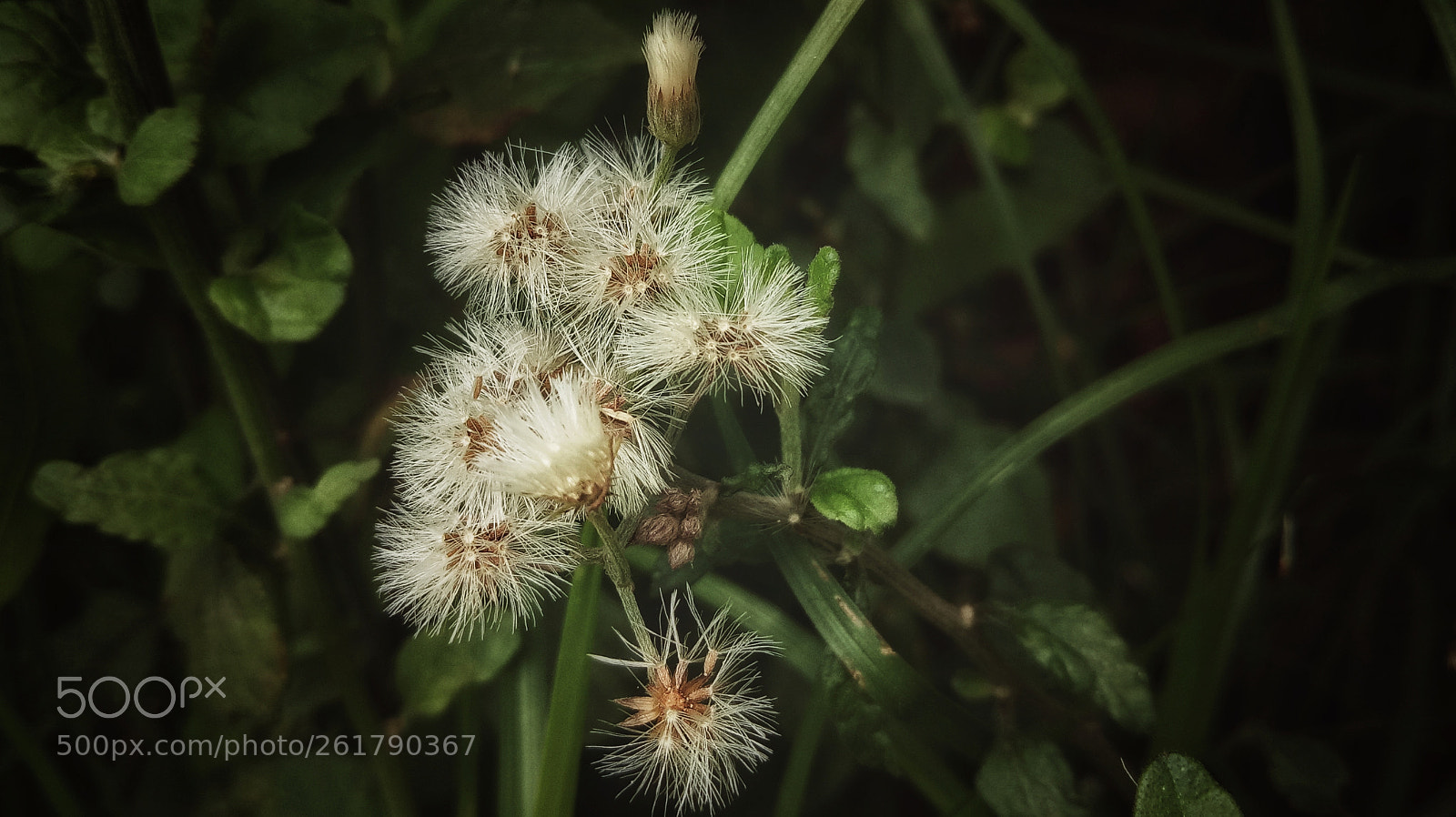 OPPO A1601 sample photo. ...flowers... photography