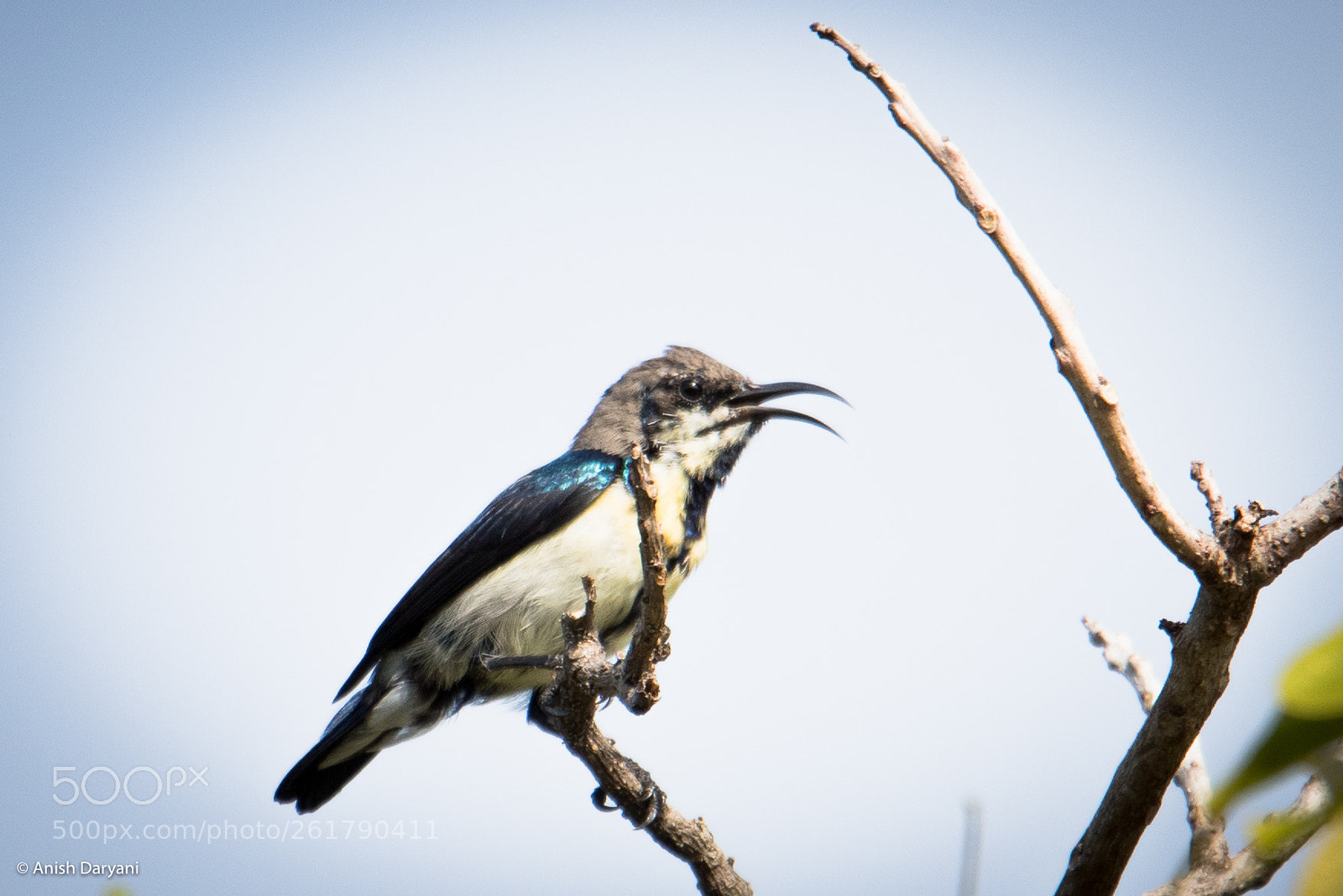 Nikon D810 sample photo. Sun bird photography
