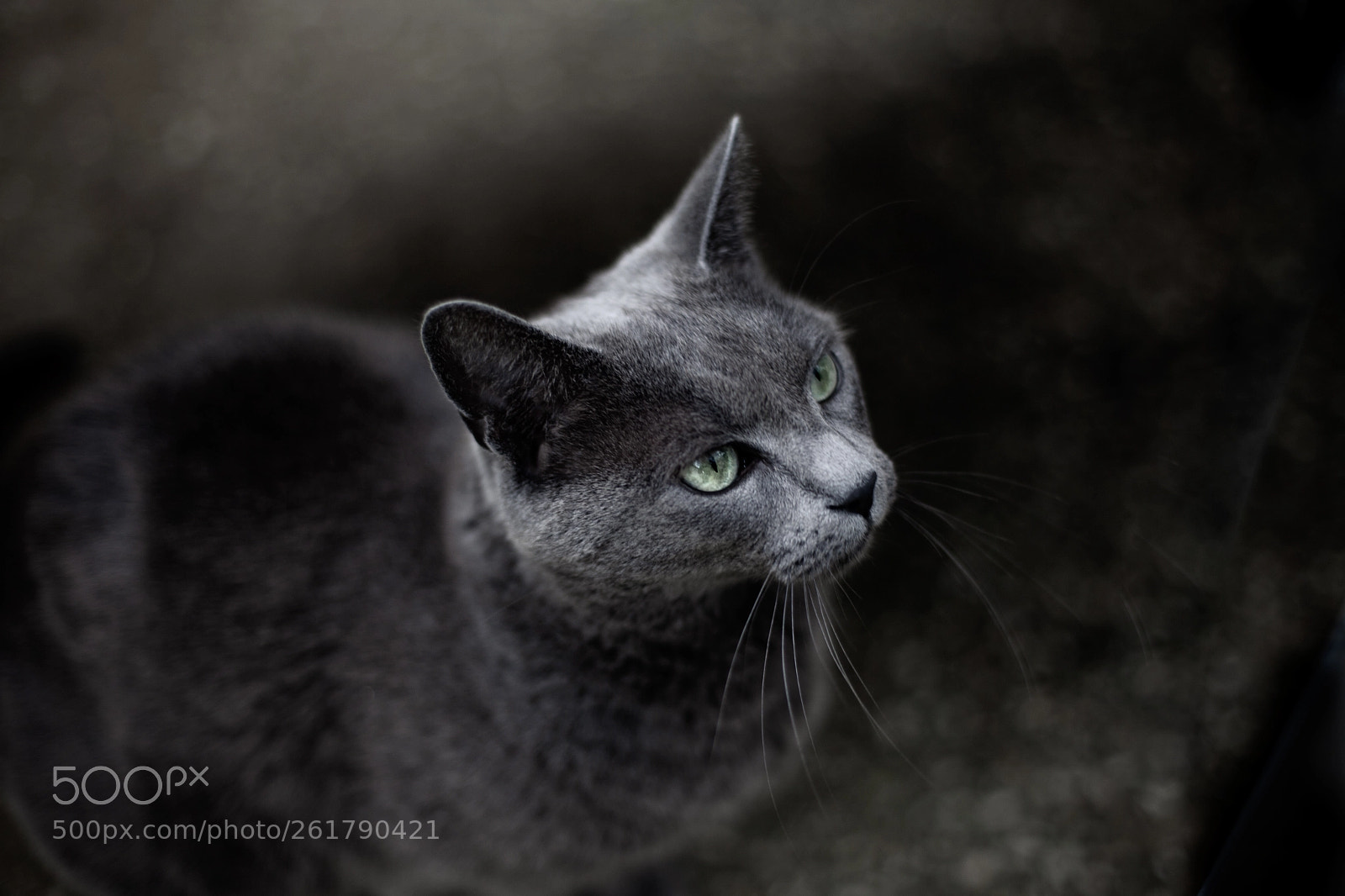 Canon EOS 5D Mark II sample photo. Img photography