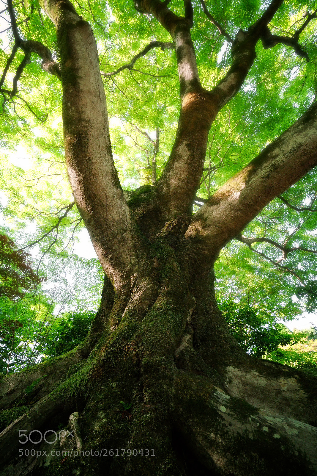 Sony a7R II sample photo. T-003 photography