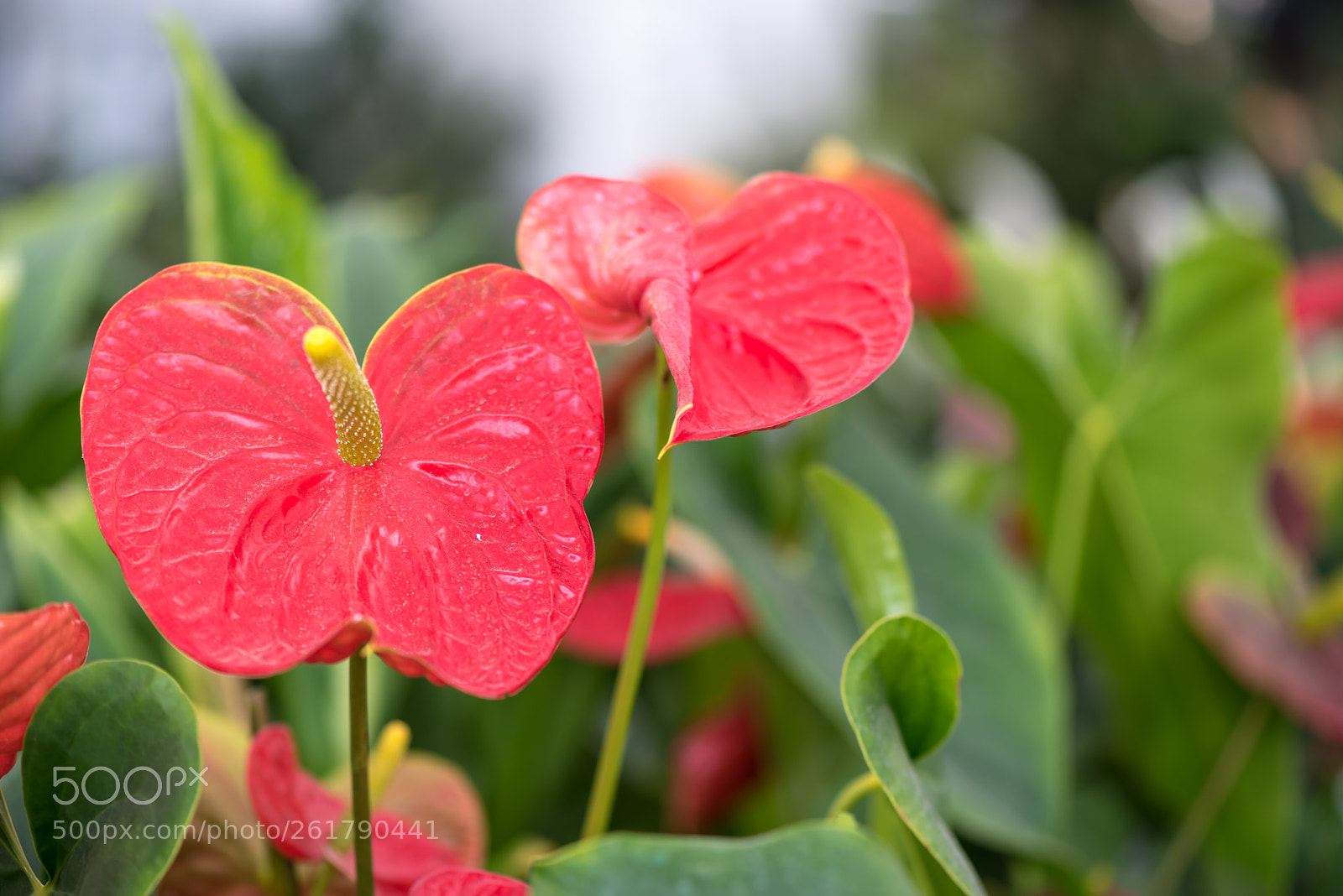 Nikon D750 sample photo. Freshly blossomed anthurium flower photography