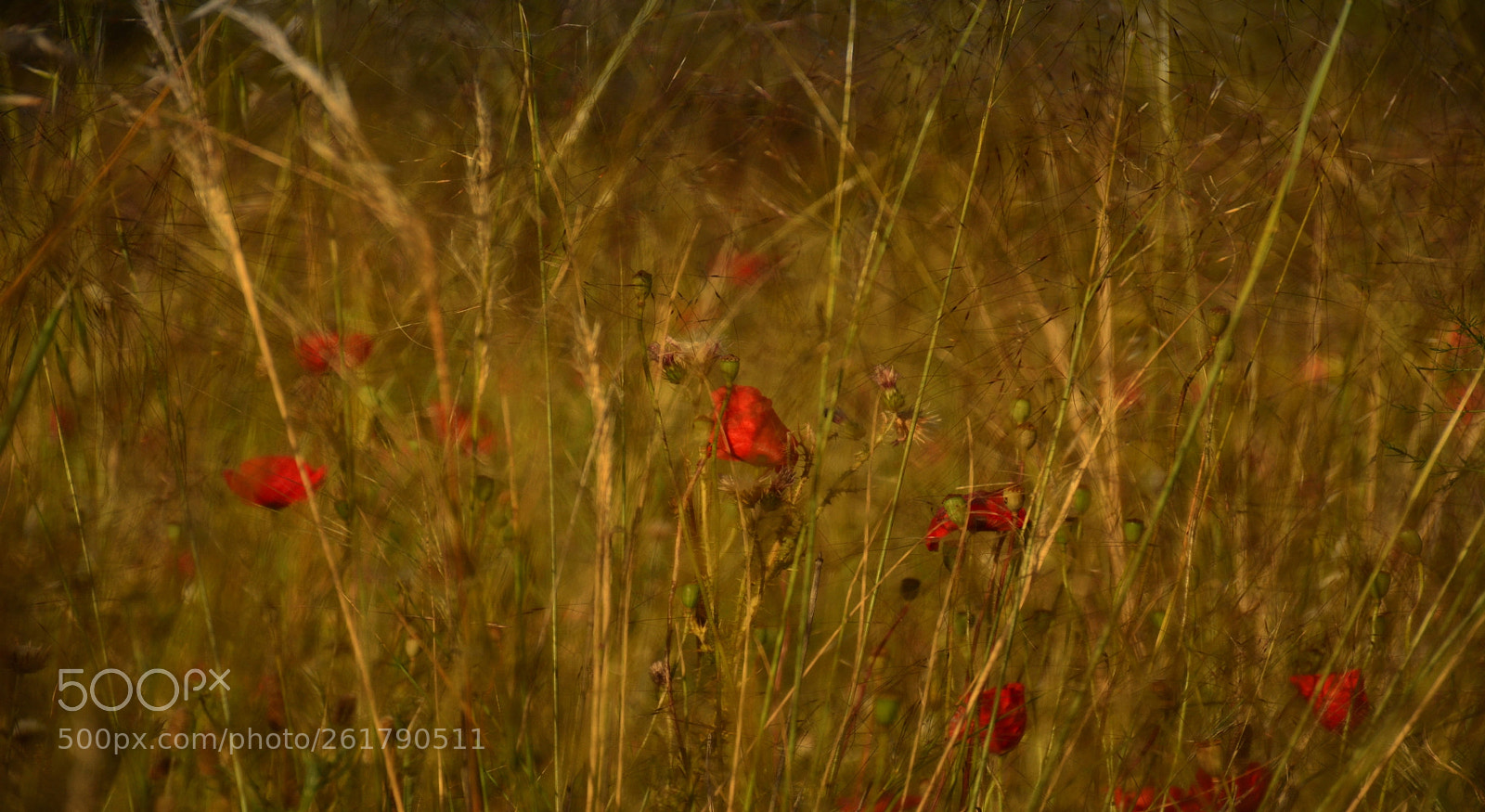 Nikon D7100 sample photo. Untitled photography