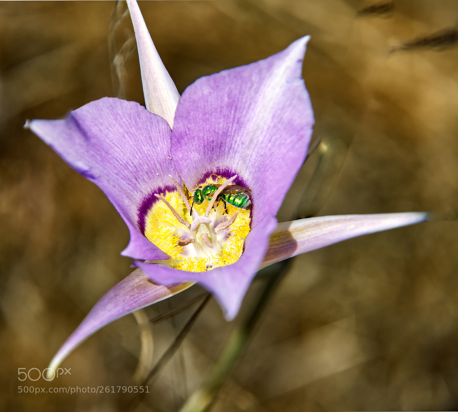 Nikon D7200 sample photo. Sagebrush mariposa lily photography
