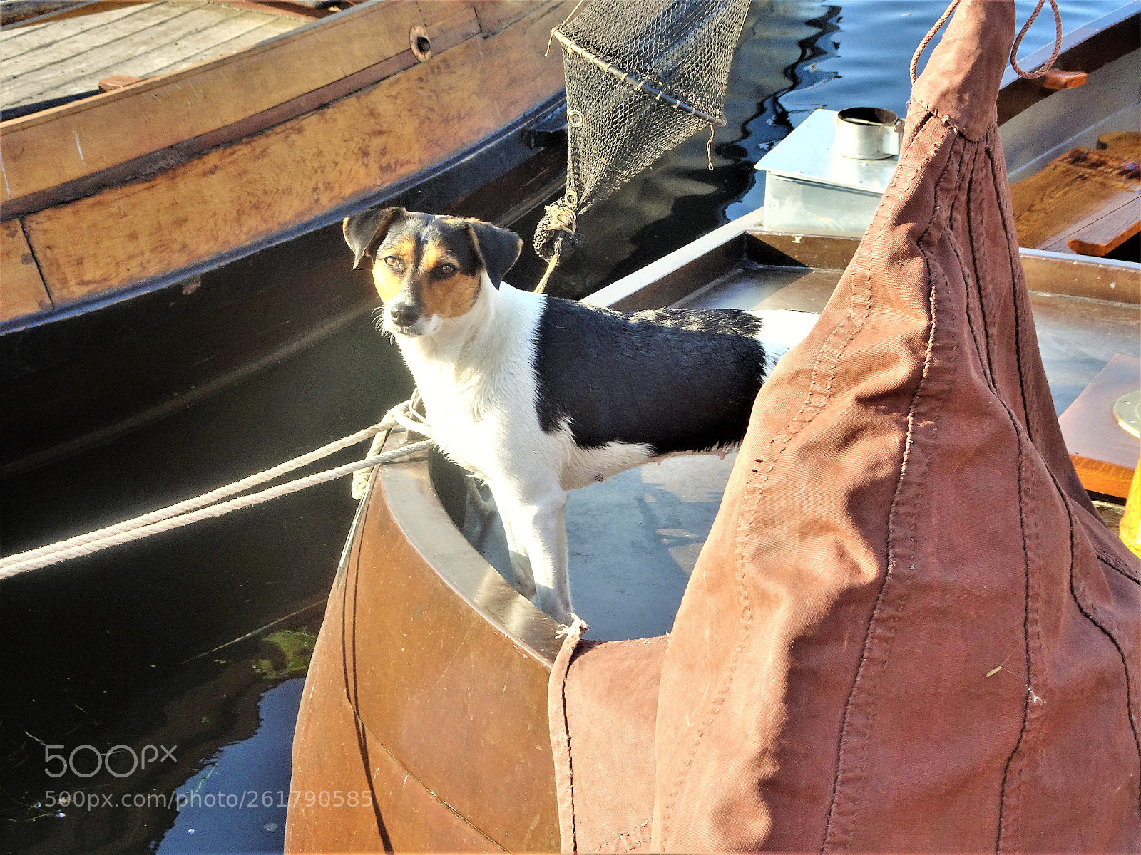 Sony Cyber-shot DSC-HX90V sample photo. Ship dog photography