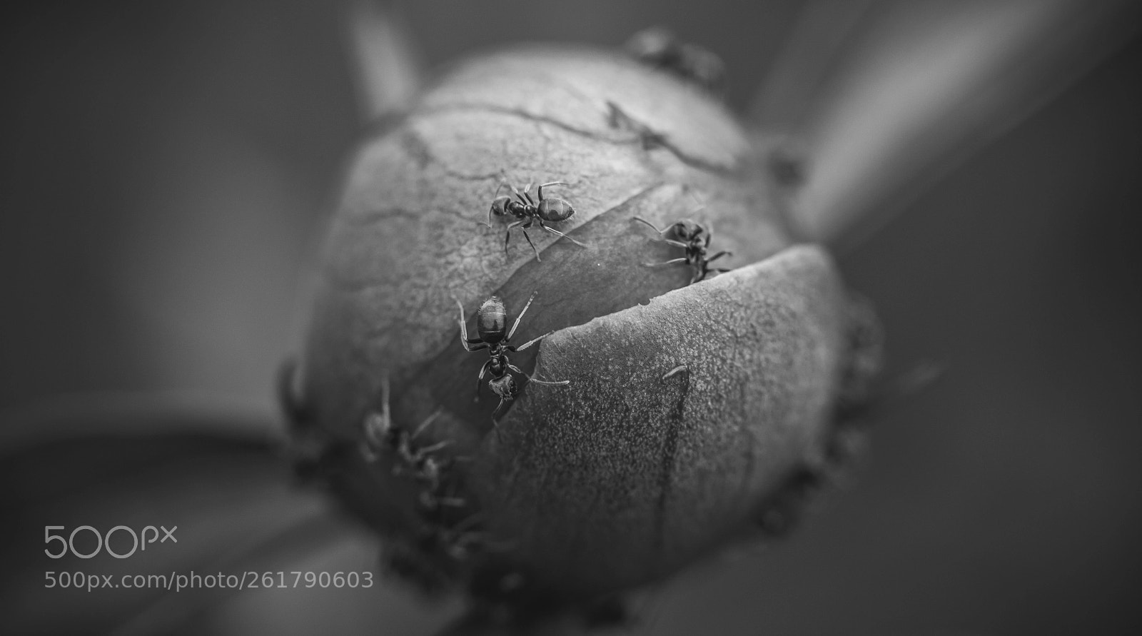 Canon EOS 5D Mark II sample photo. A miniature world photography
