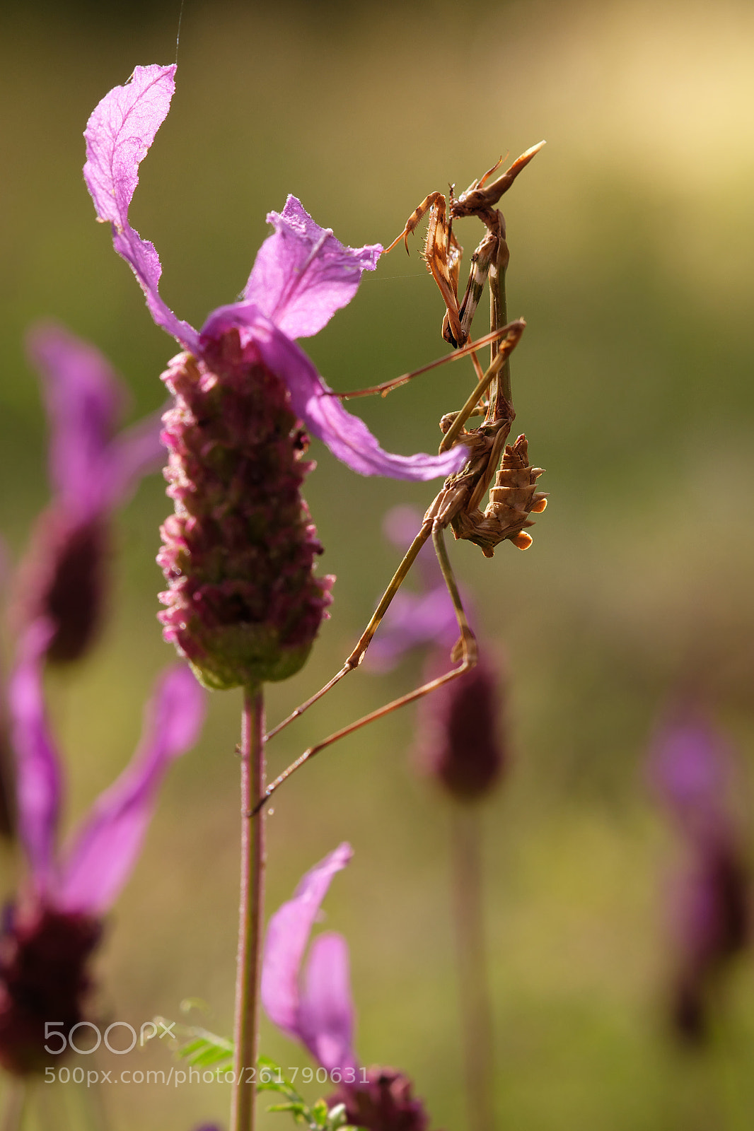 Fujifilm X-M1 sample photo. Mantis on lavander the photography