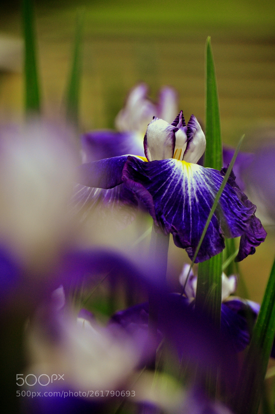 Sigma 18-250mm F3.5-6.3 DC Macro OS HSM sample photo. Noble purple photography