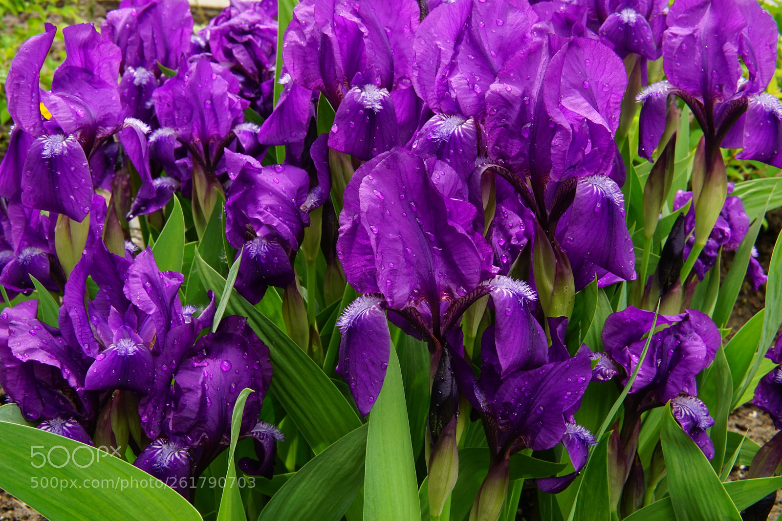 Sony a6000 + Sigma 30mm F1.4 DC DN | C sample photo. Irises photography