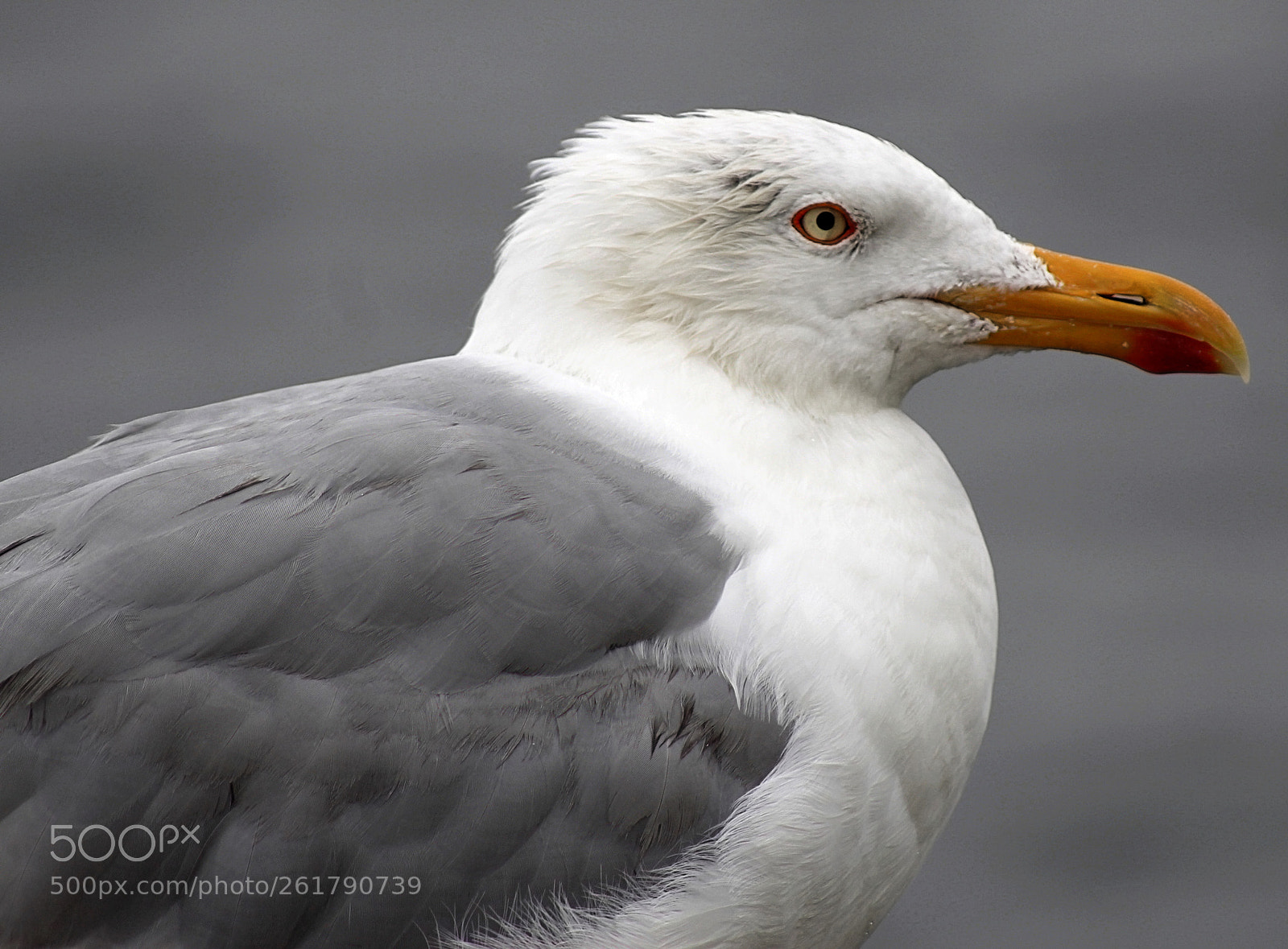 Canon EF 75-300mm f/4-5.6 sample photo. European herring gull photography