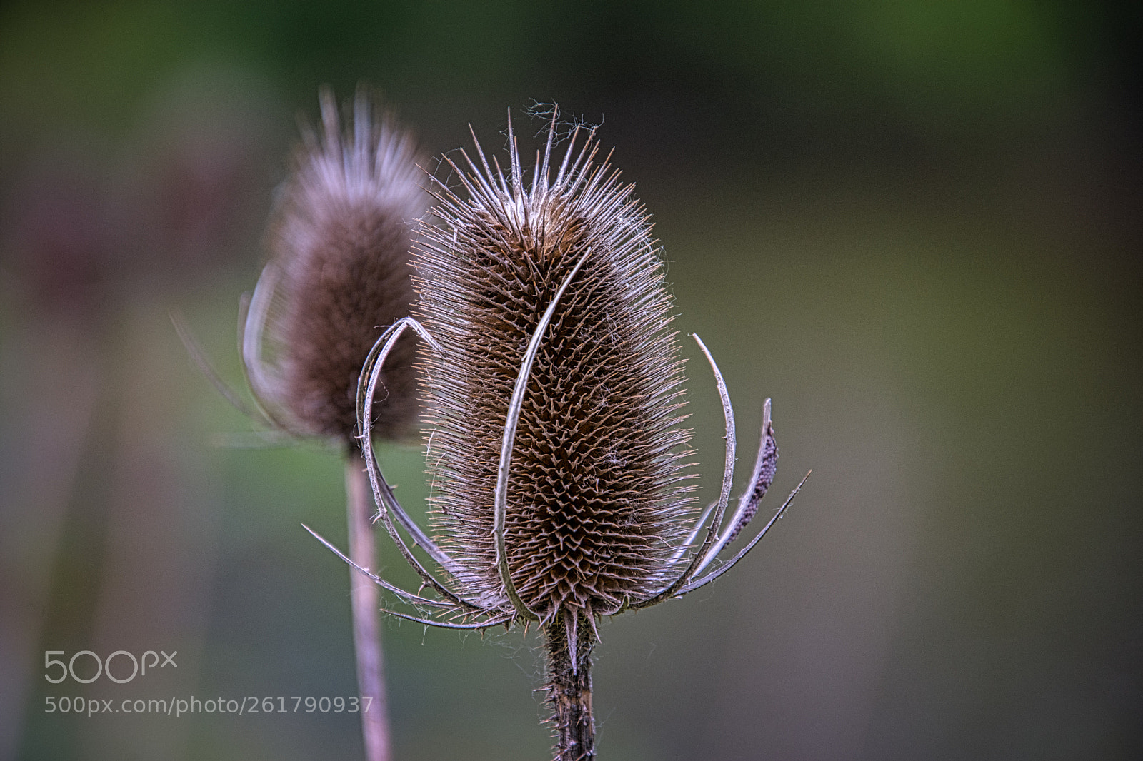 Nikon D7200 sample photo. Prickly but beautiful photography