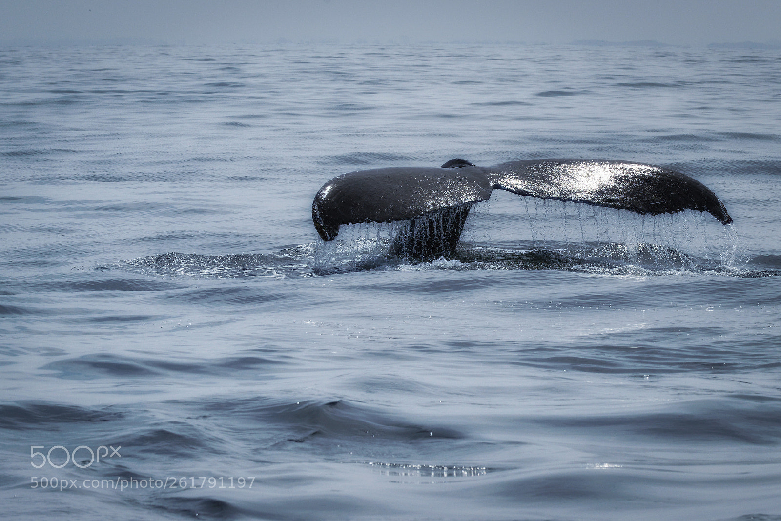 Nikon D800 sample photo. Gray whale photography