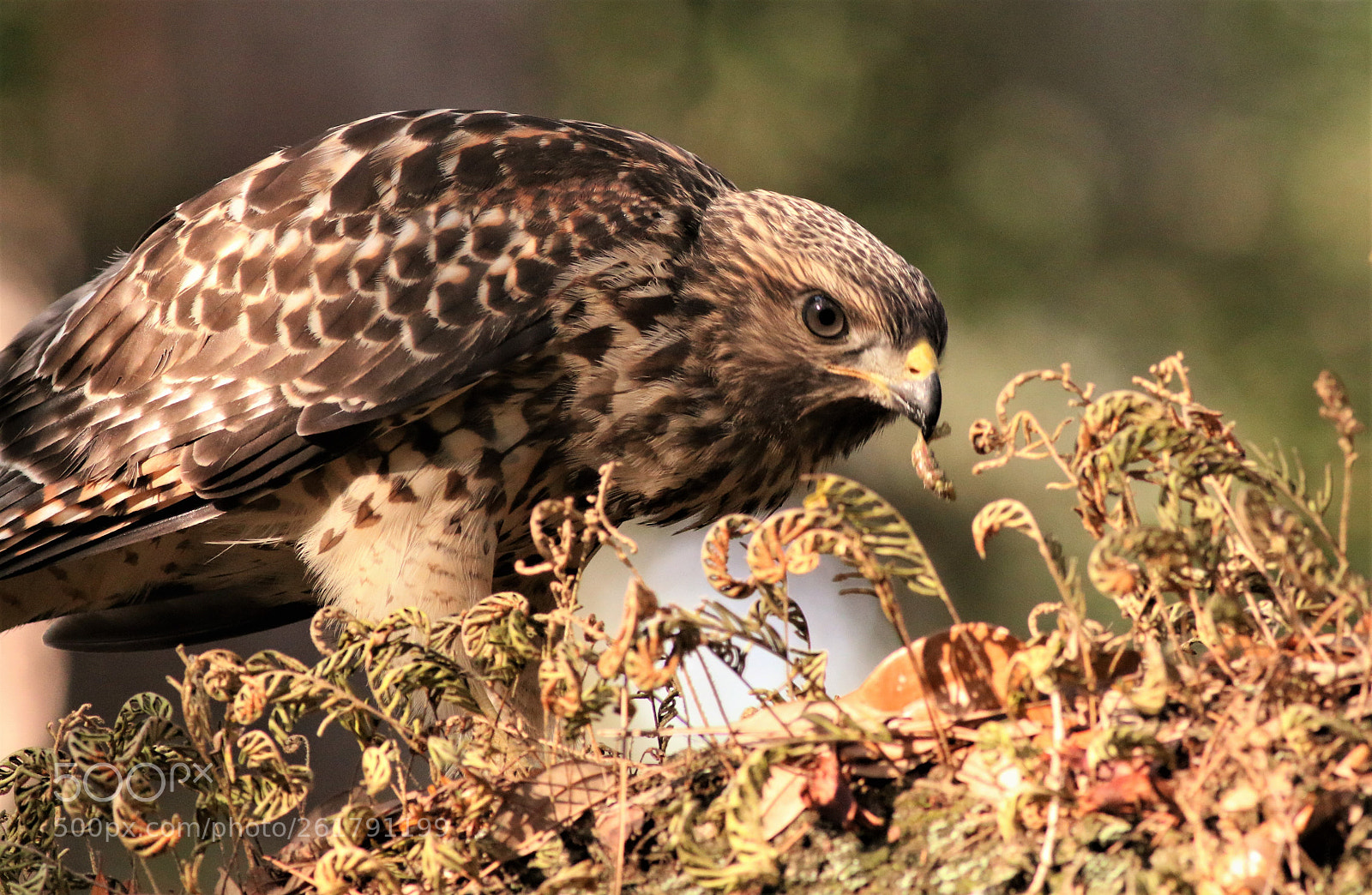 Canon EOS 70D sample photo. Little hawk with a photography