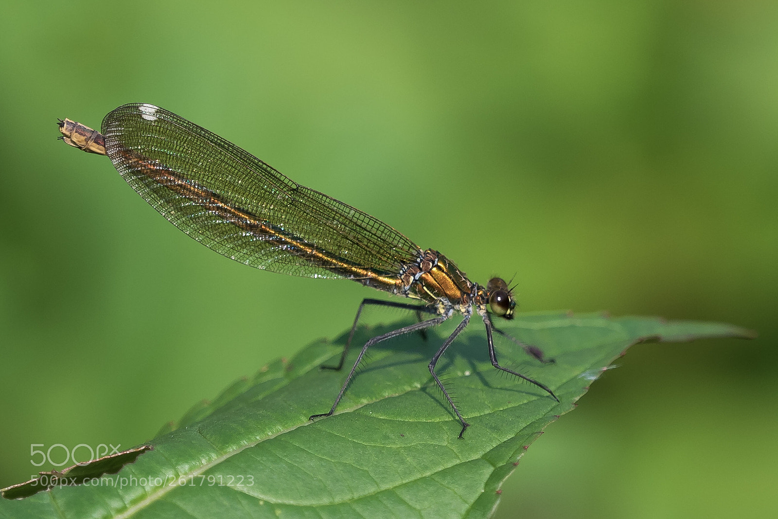 Olympus OM-D E-M1 sample photo. Small dragon photography