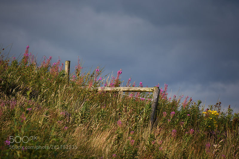 Nikon D7200 sample photo. Wild in the dales… photography