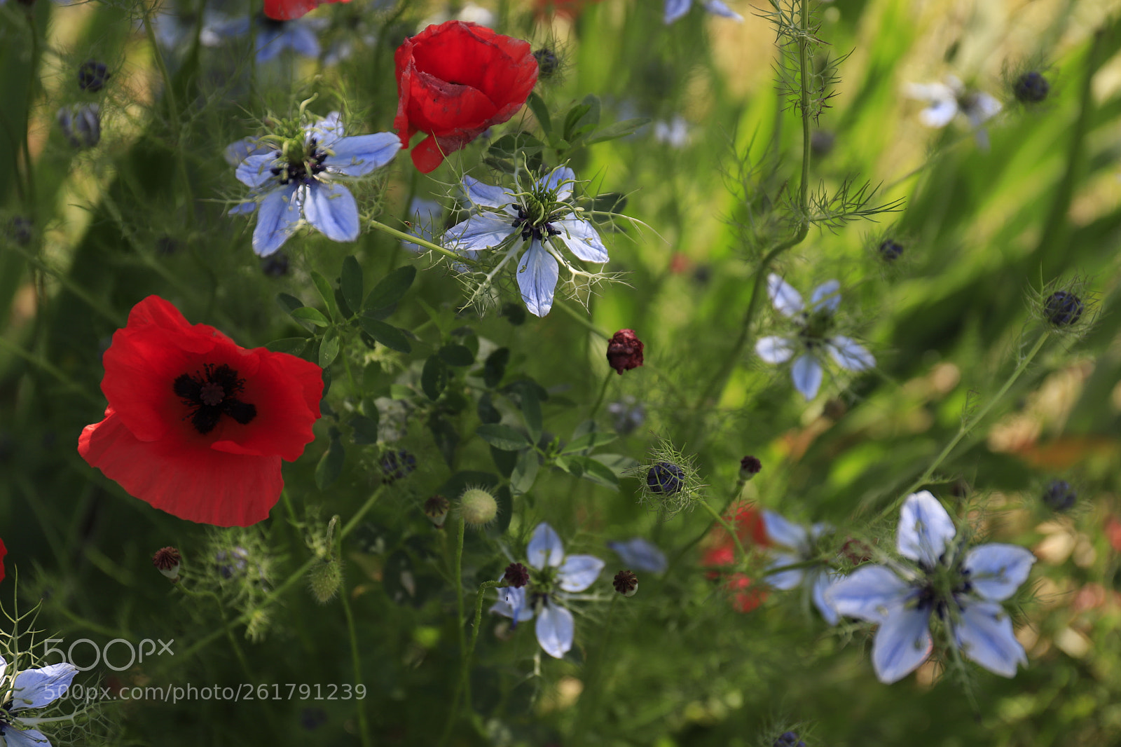 Canon EF 24-70mm F4L IS USM sample photo. Poppies photography